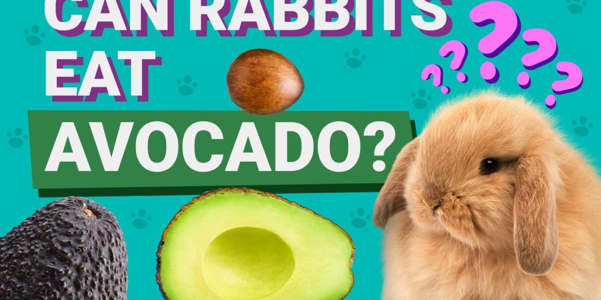 Can Rabbits Eat Avocado? – Rabbits for Sale