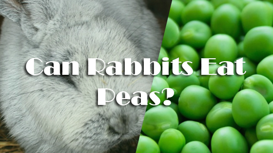 Can Rabbits Eat Pea Pods  
