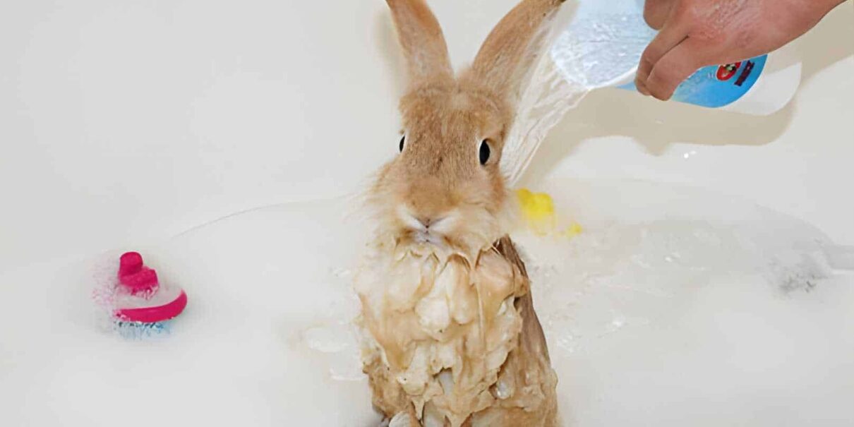 Is It Safe to Bathe a Rabbit? – Rabbits for Sale