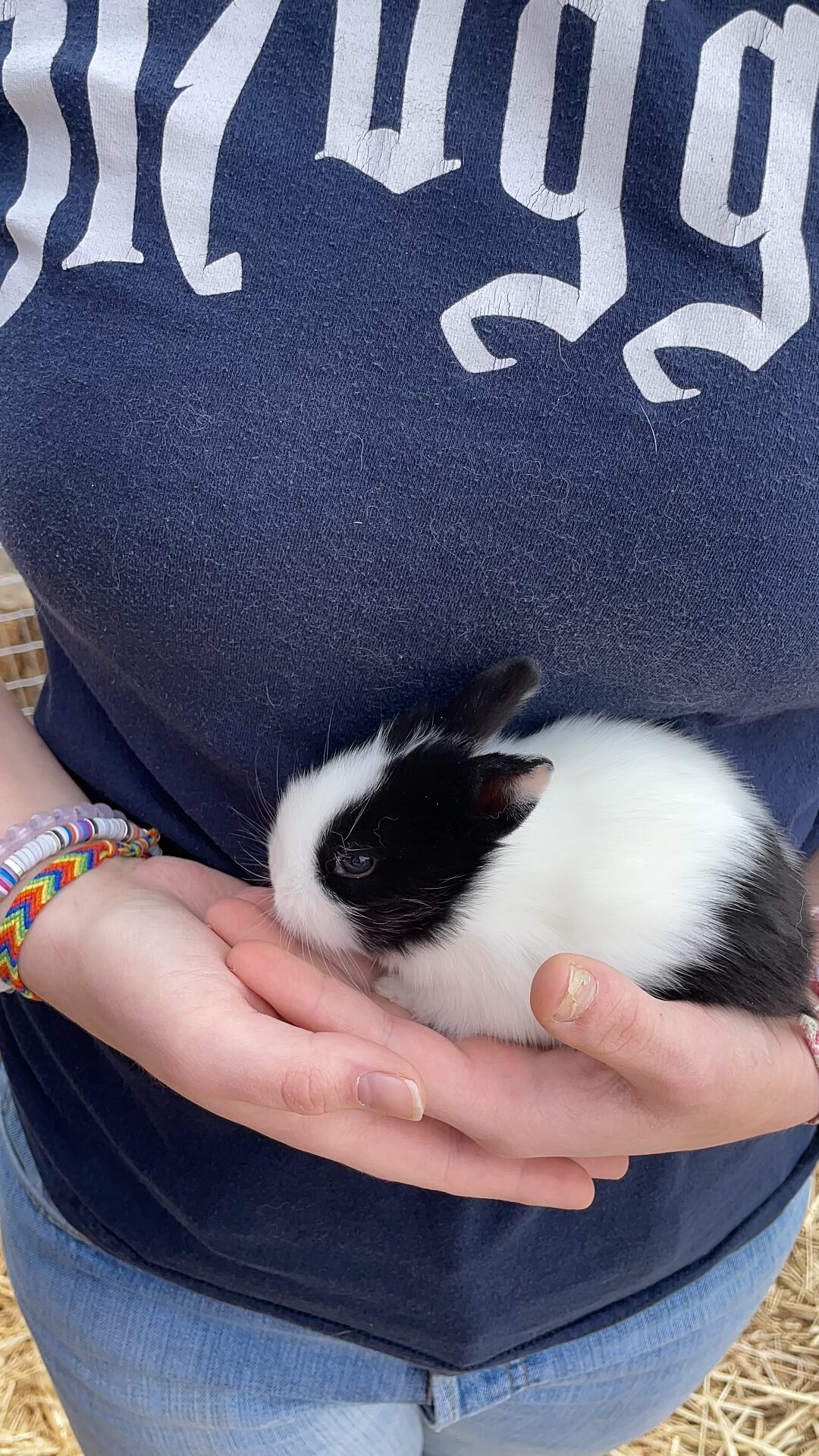 5 baby bunnies Rabbits for Sale