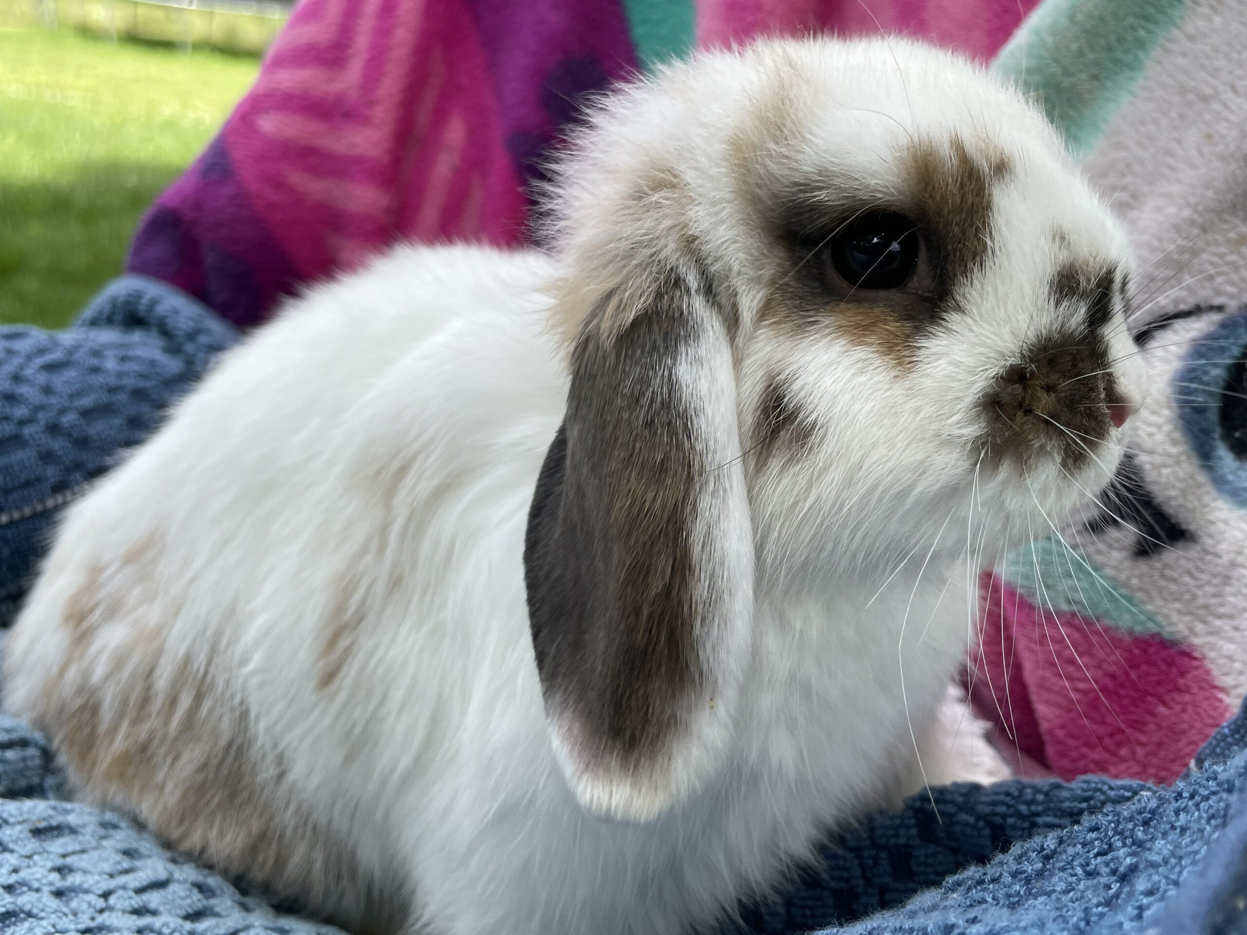 Holland lops Rabbits for Sale