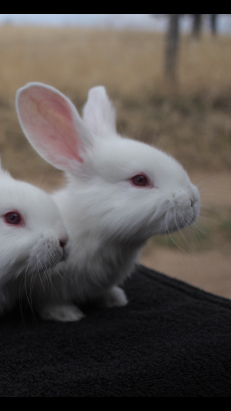 Pedigreed Continental Giants Rabbits for Sale