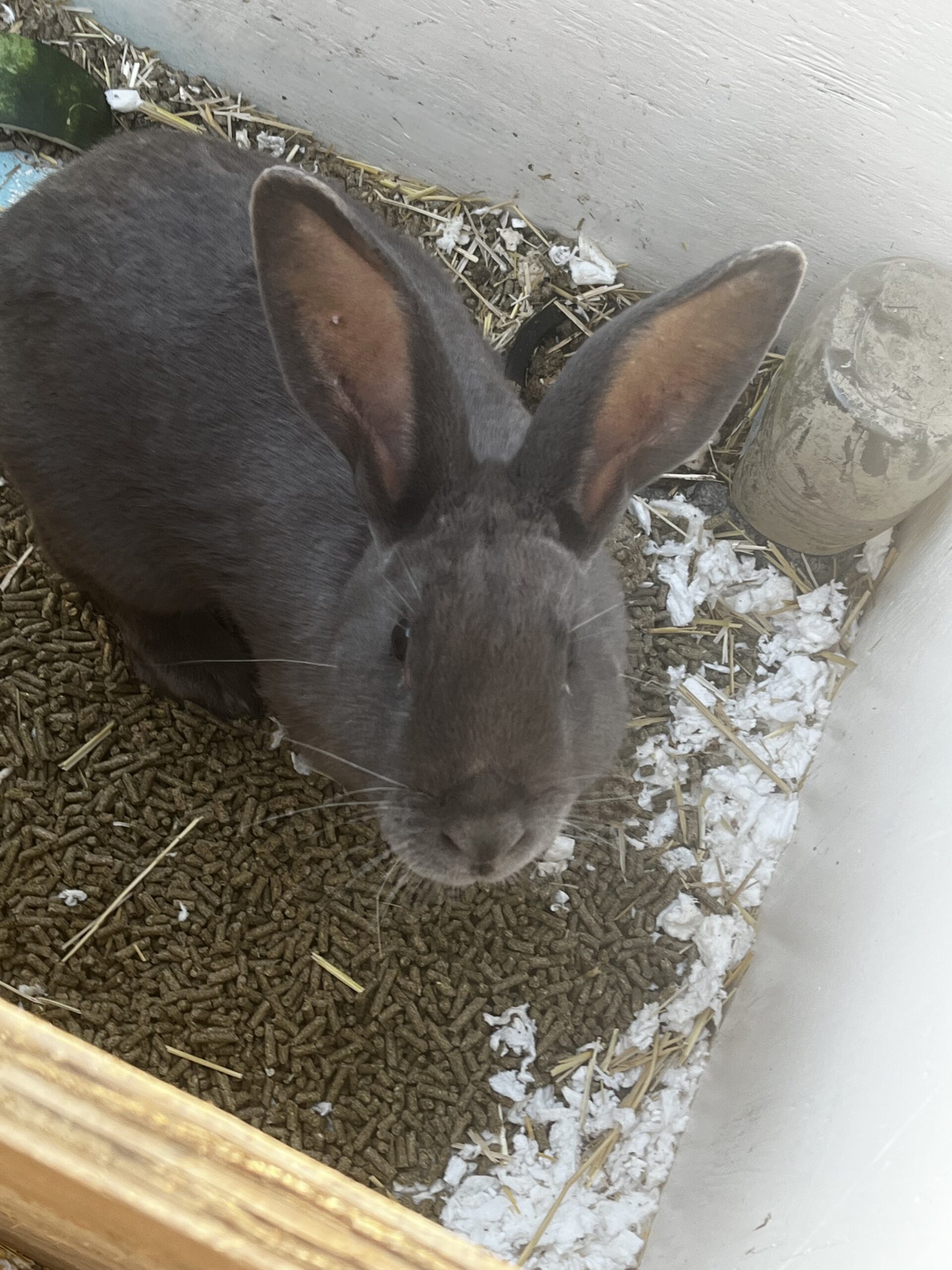 American blue babies – Rabbits for Sale