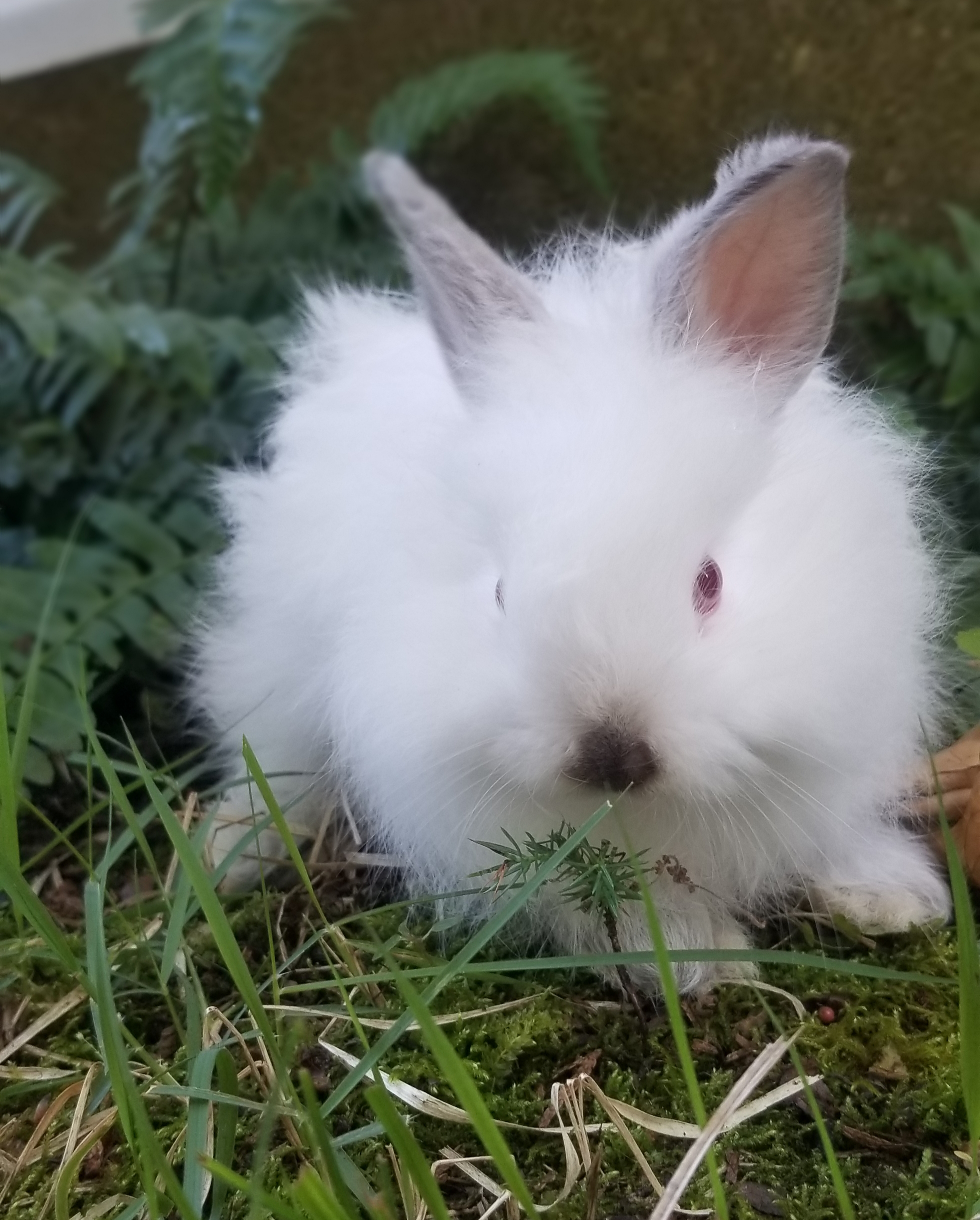 French Angora/Jersey wooly – Rabbits for Sale