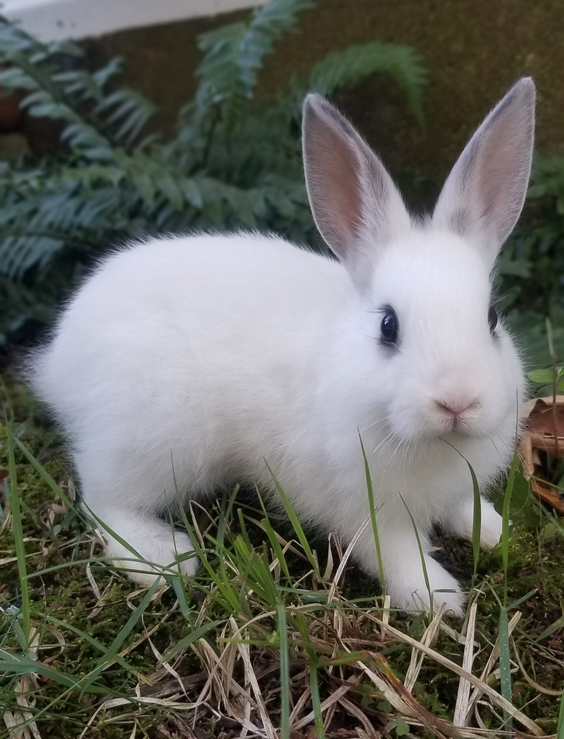 French Angora/Jersey wooly Rabbits for Sale