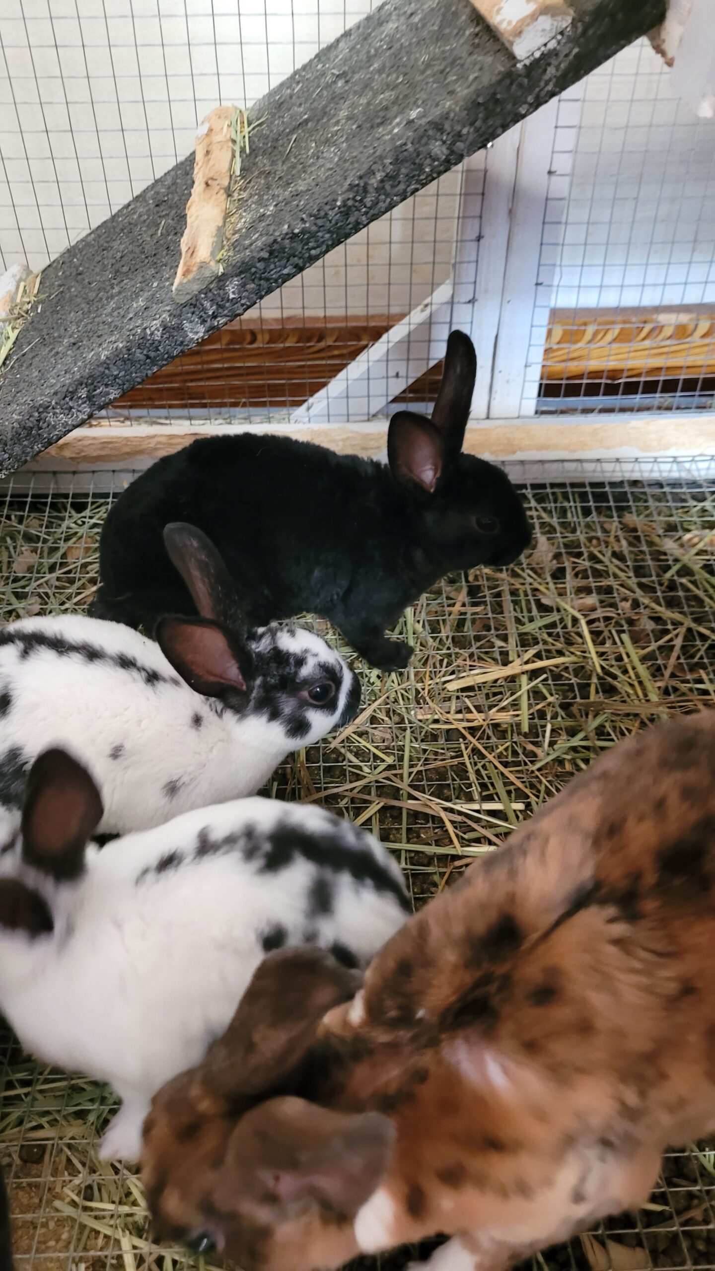 Mini Rex 7 weeks old Ready to leave Mama – Rabbits for Sale