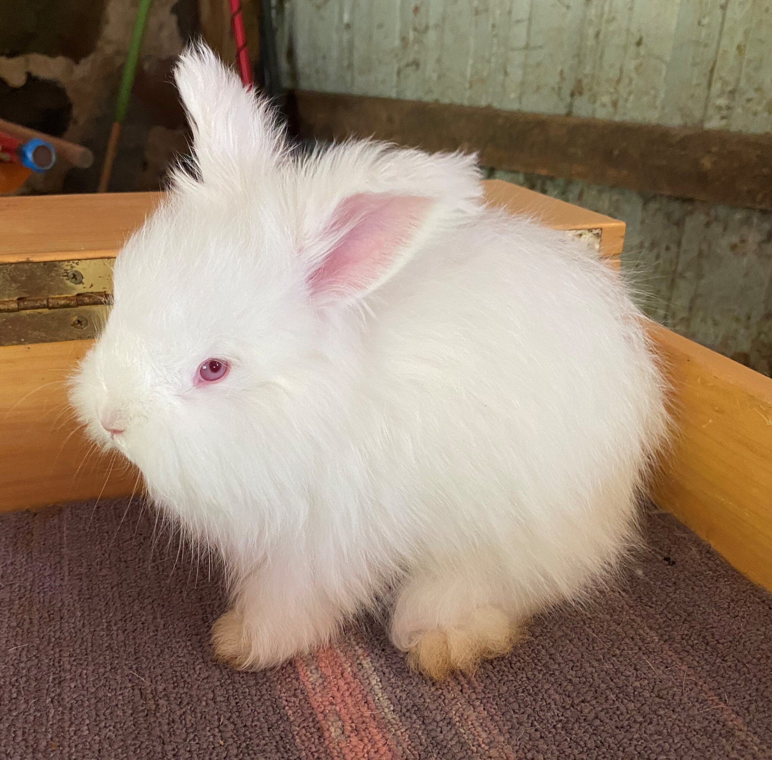 English Angoras Available! Rabbits for Sale