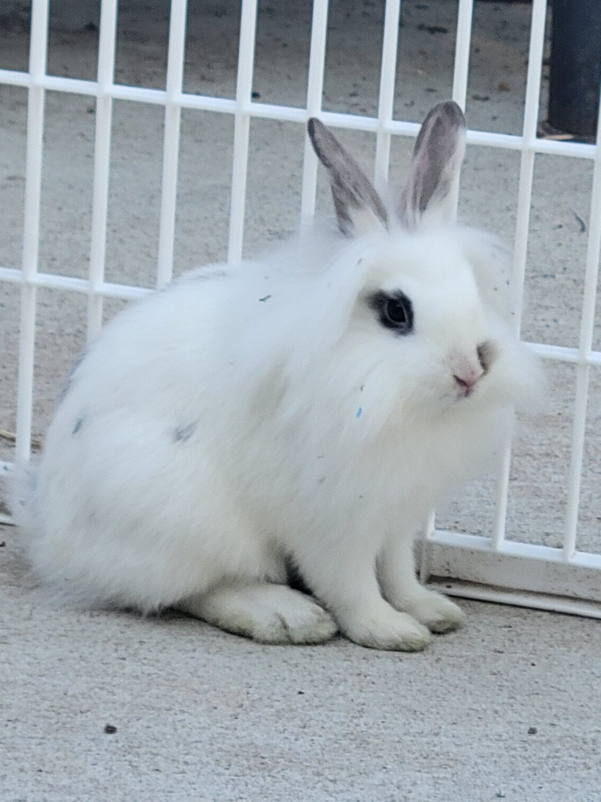 Baby Lionhead Rabbits, Single and Double Factor Rabbits for Sale