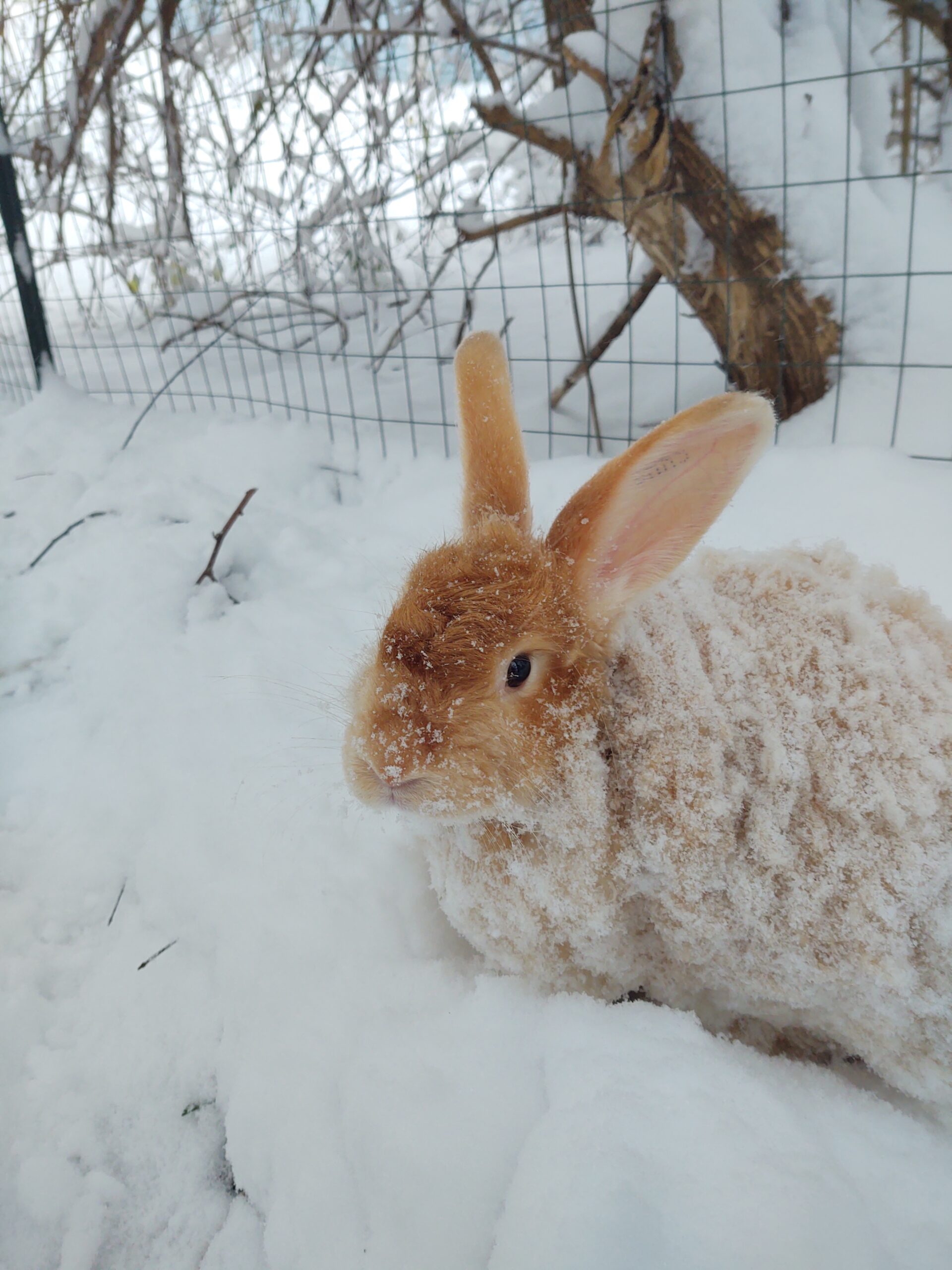 Adult Satin And French Angora Rabbits Rabbits For Sale