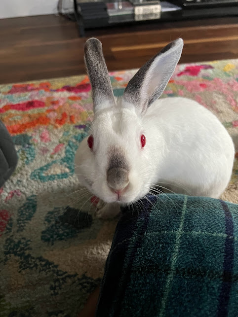 Female American Rabbit For Sale Rabbits For Sale 9679