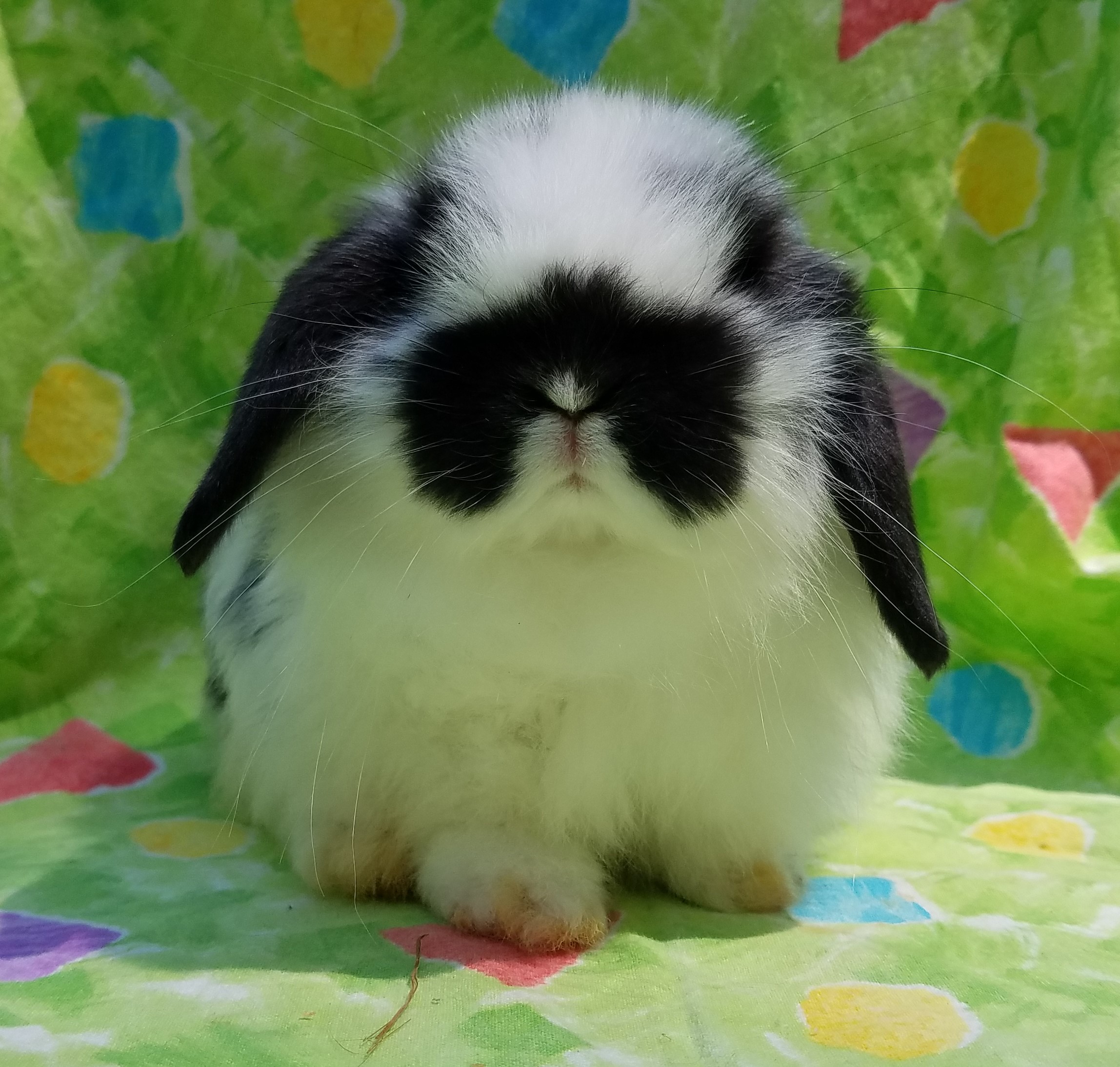 Holland Lop Bunnies Rabbits For Sale