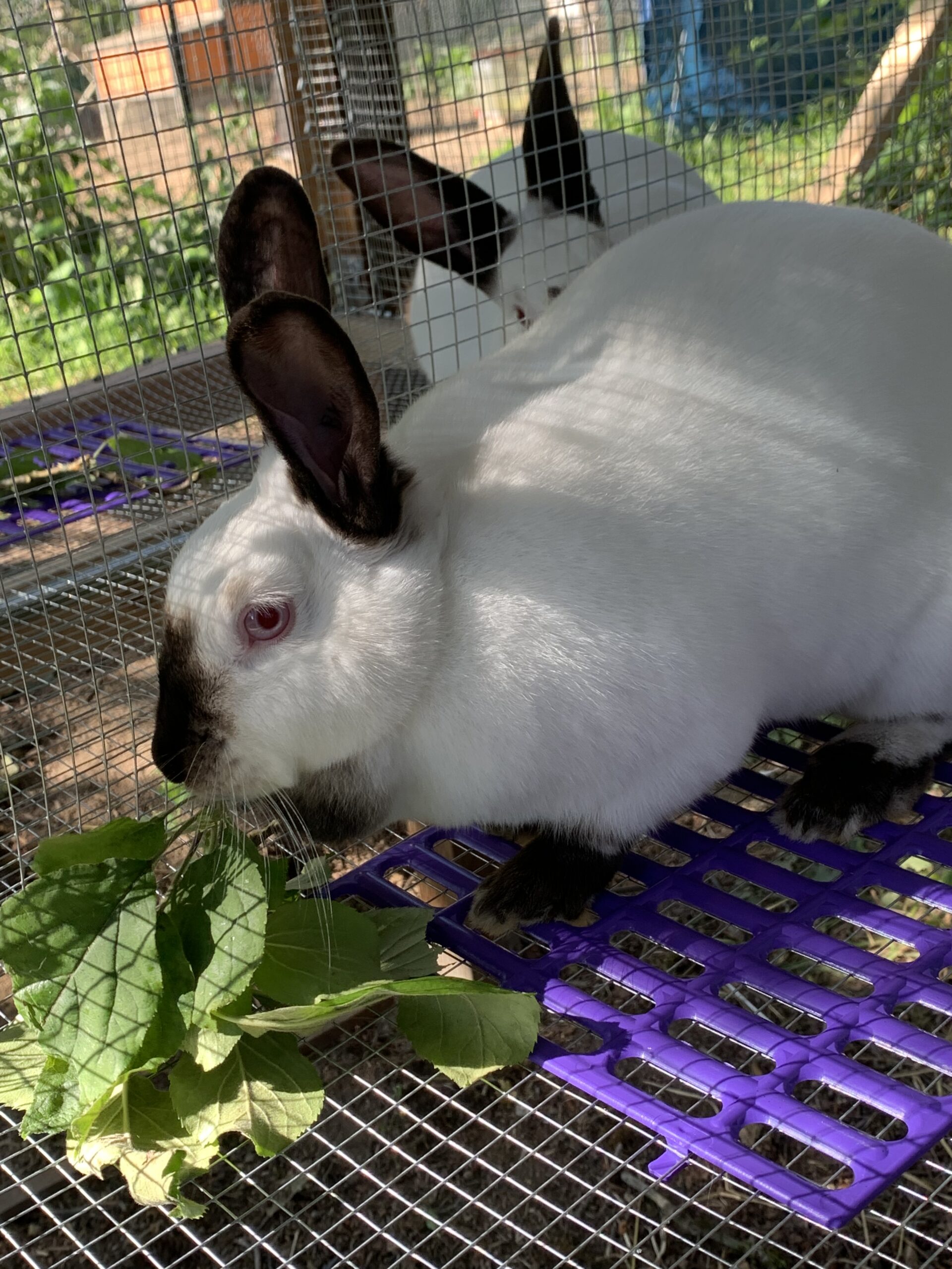 Pedigreed Californian Rabbits Rabbits for Sale