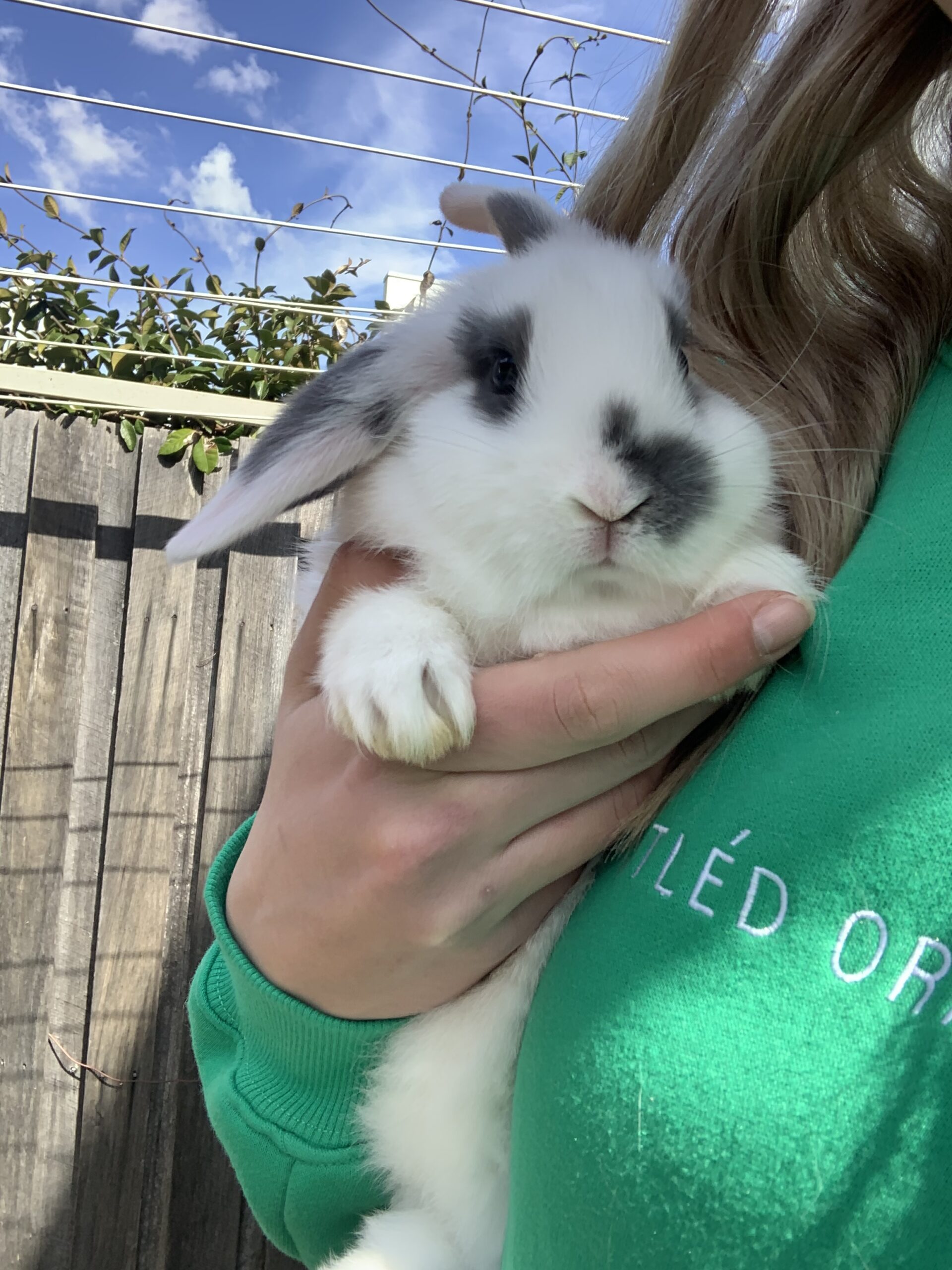 Mini lop baby rabbits for sale – Rabbits for Sale