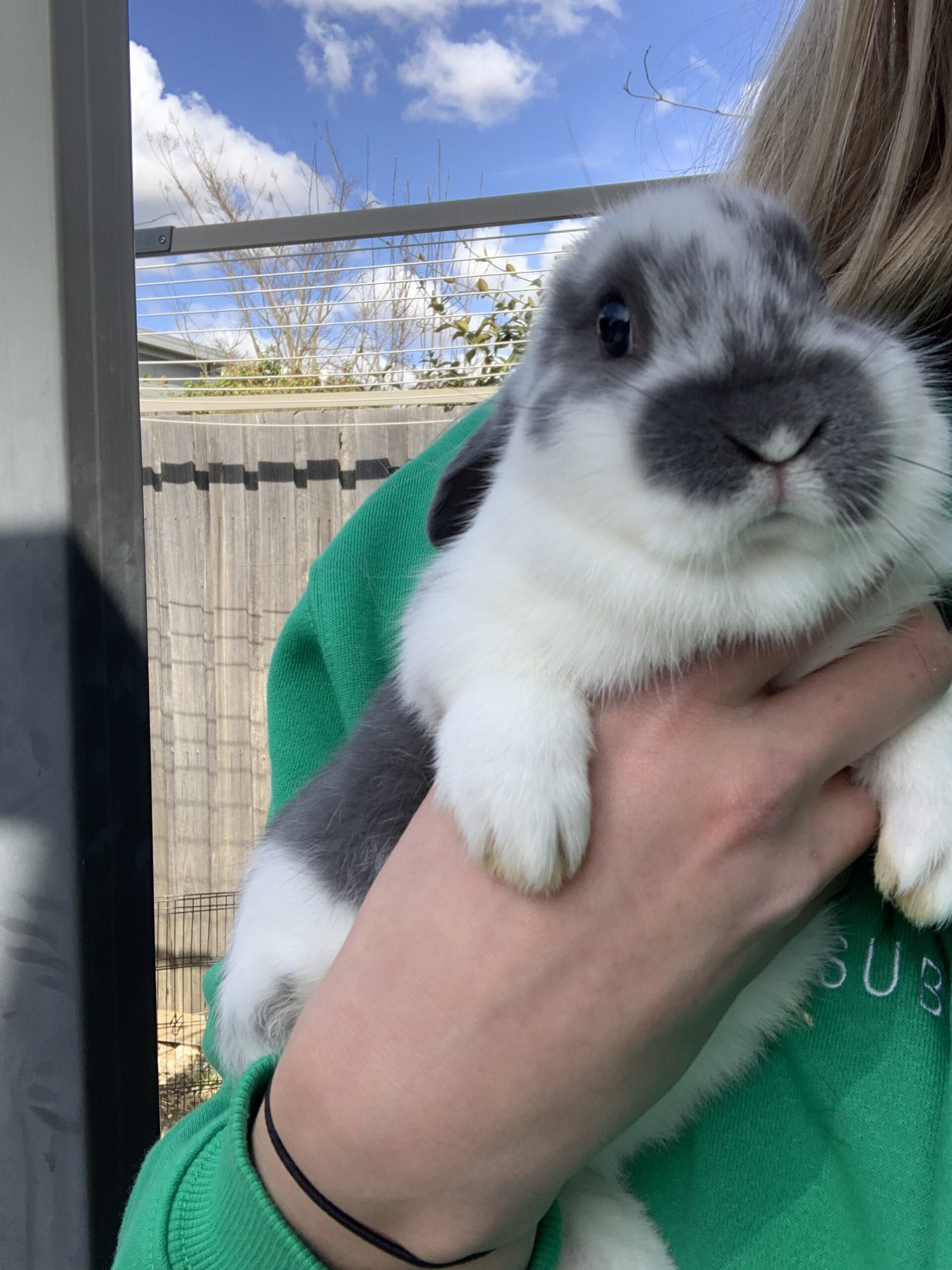 Mini lop baby rabbits for sale – Rabbits for Sale