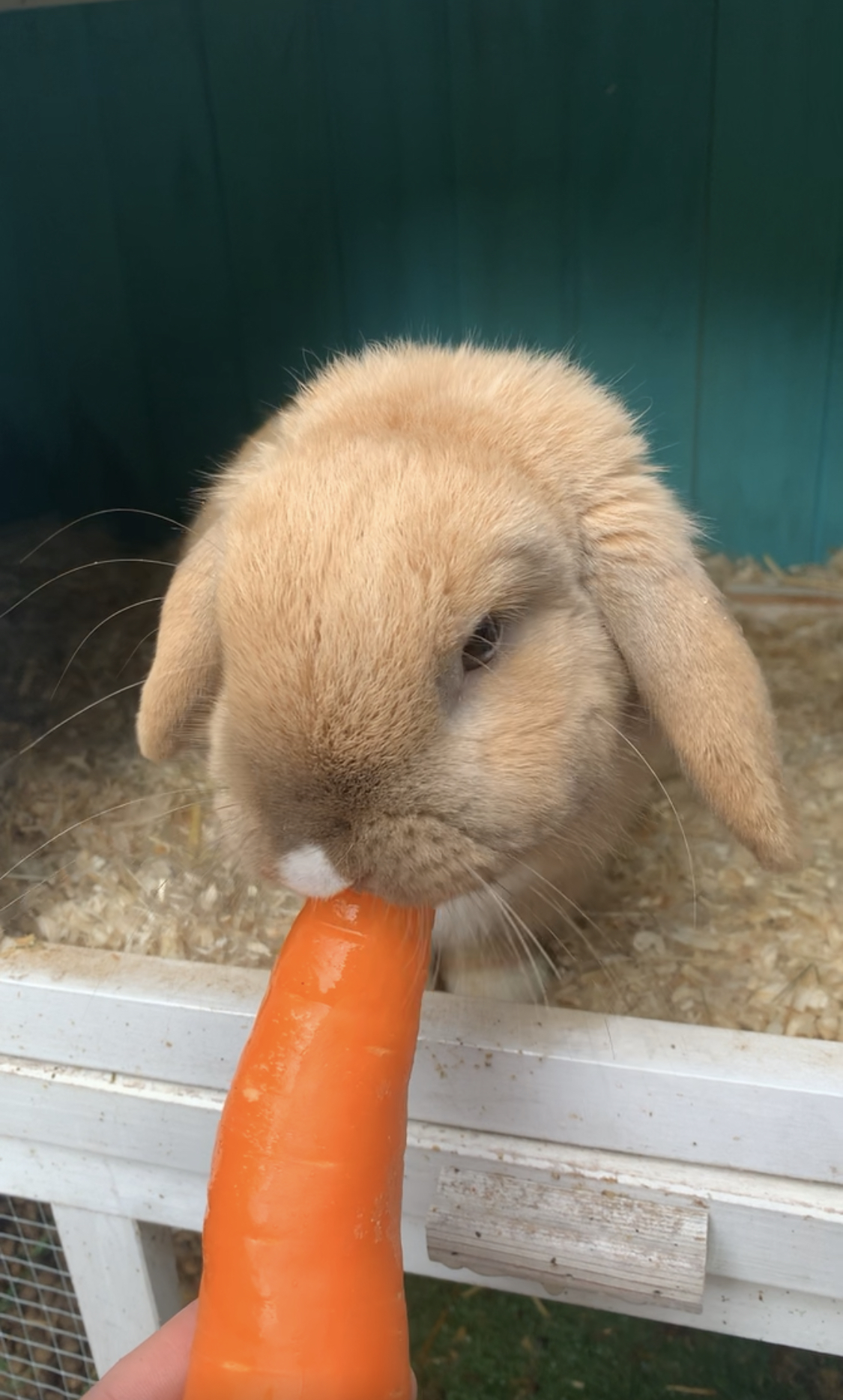 Mini lop baby rabbits for sale – Rabbits for Sale