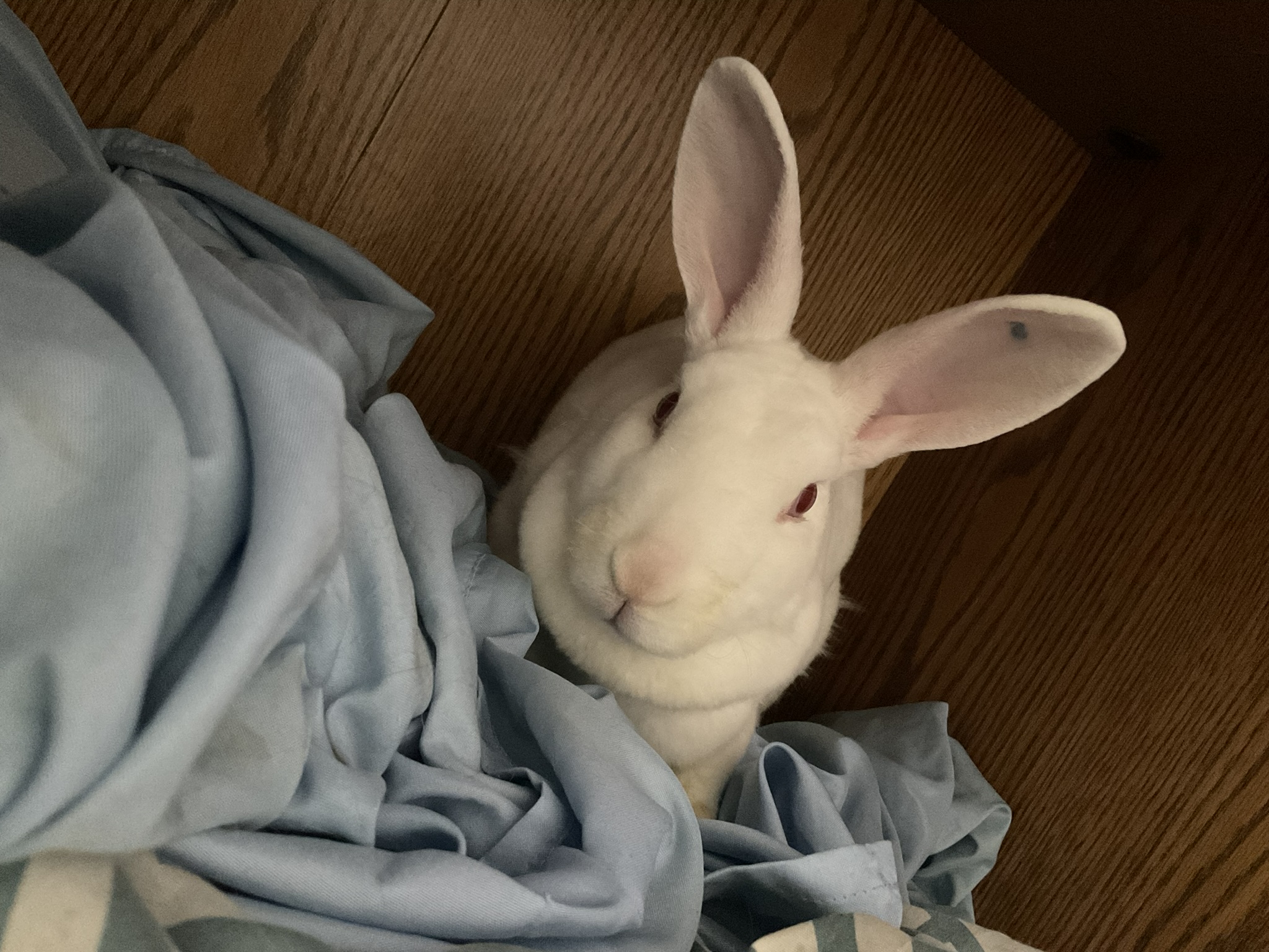 White New Zealand Doe – Rabbits For Sale