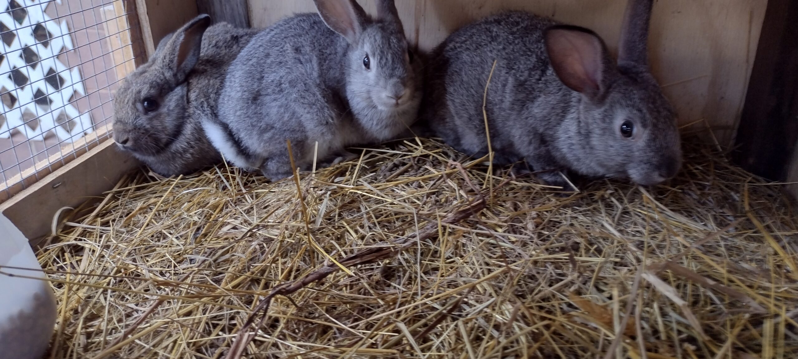 2 Female And 3 Male American Meat Rabbits For Sale Rabbits For Sale 4286