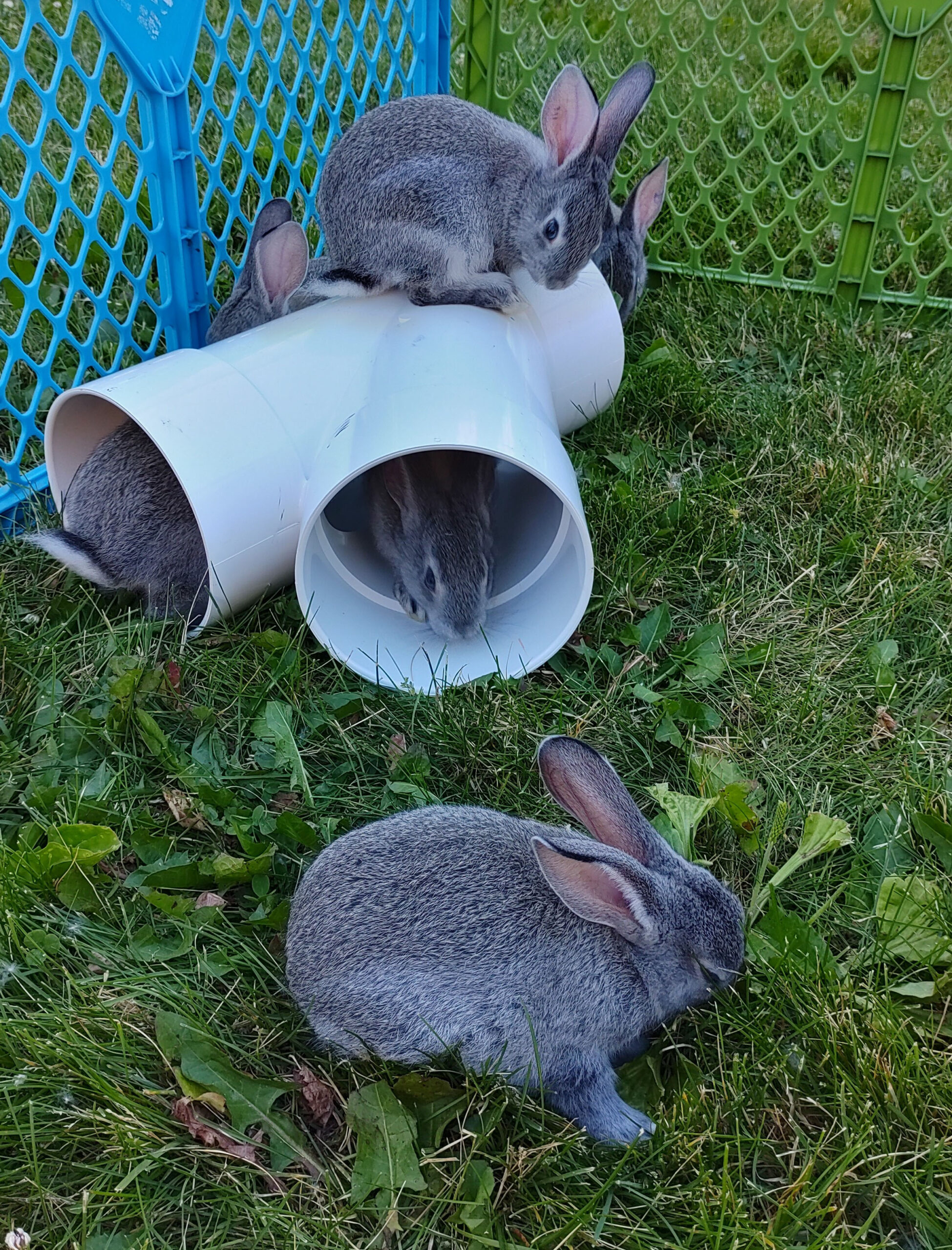 American Chinchilla Rabbits Purebred Pedigree Rabbits for Sale