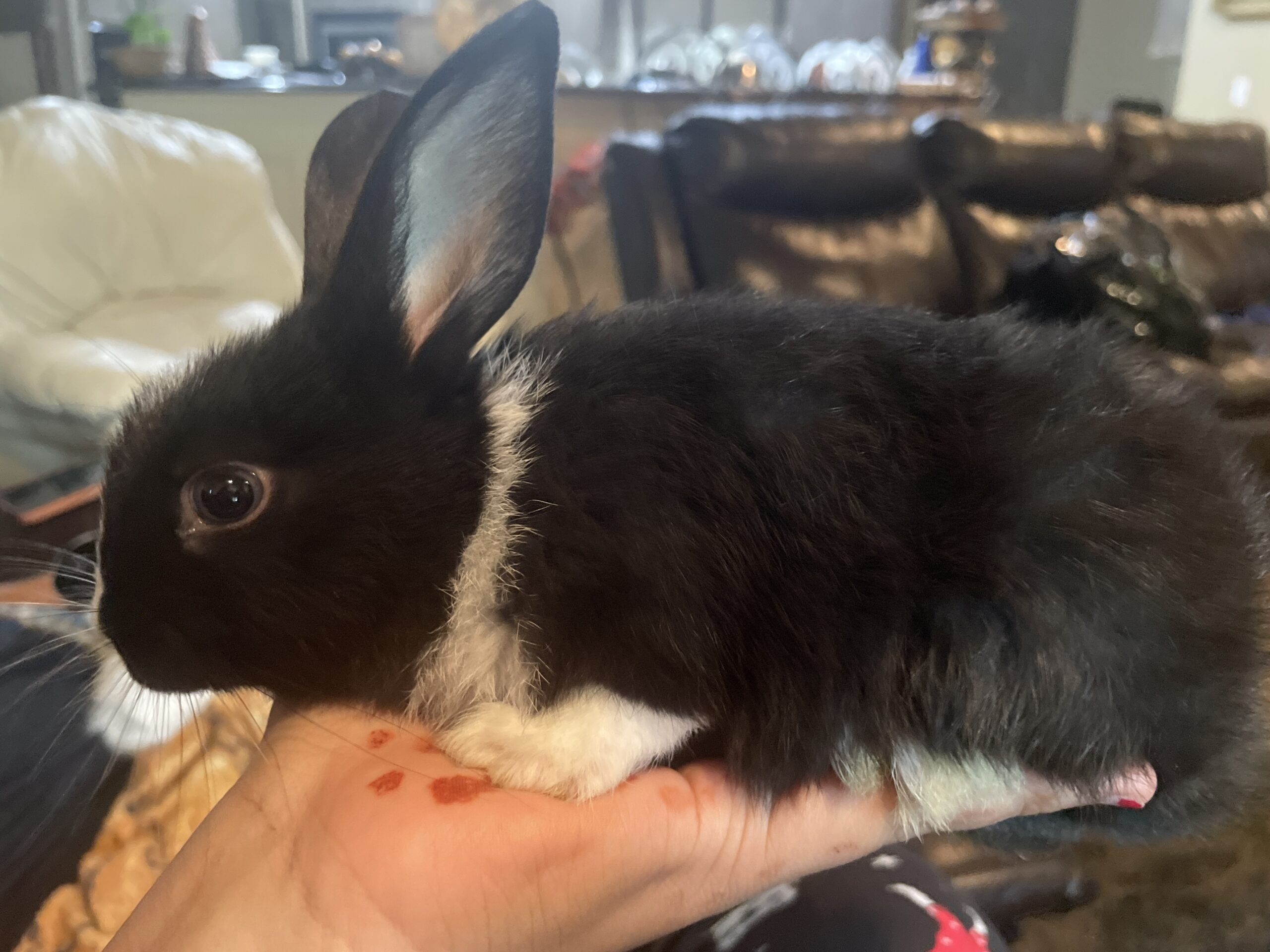 Bunnies For Sale! – Rabbits For Sale