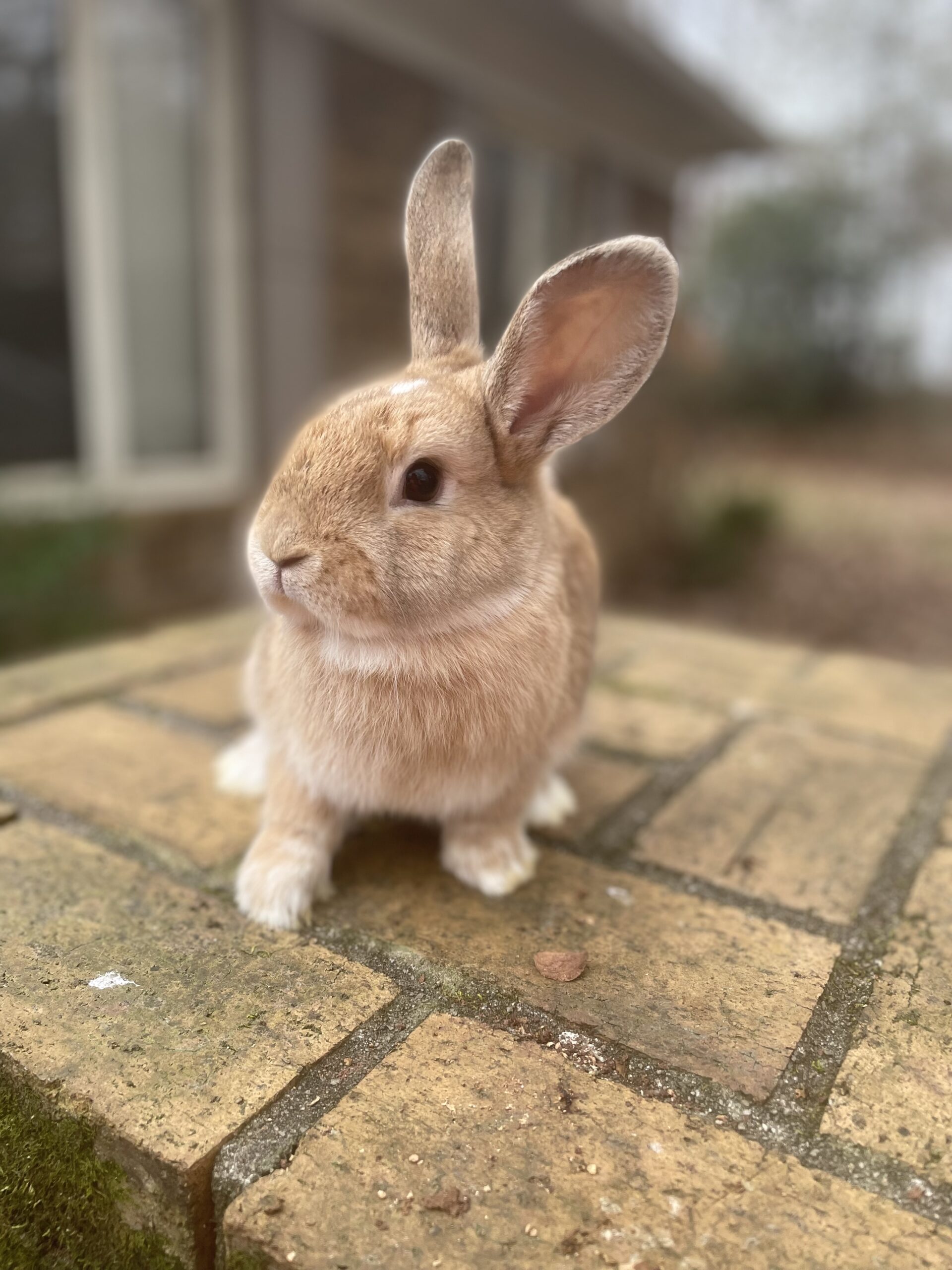 Breeding Aged Purebred Bunnies For Sale Mini Rex And Lionhead Rabbits For Sale