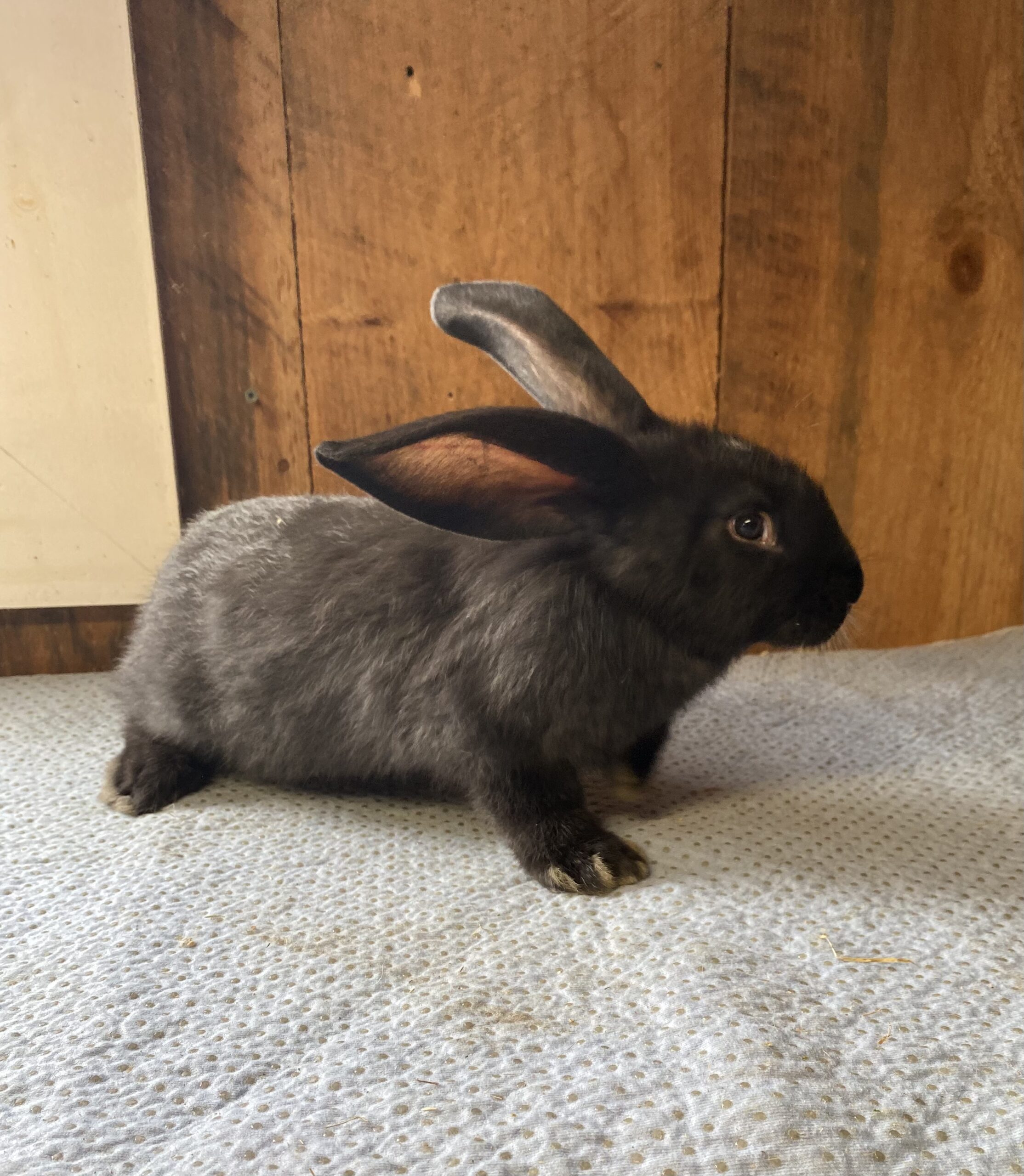 Pedigree & Fancy Colored Continental Giants Rabbits for Sale