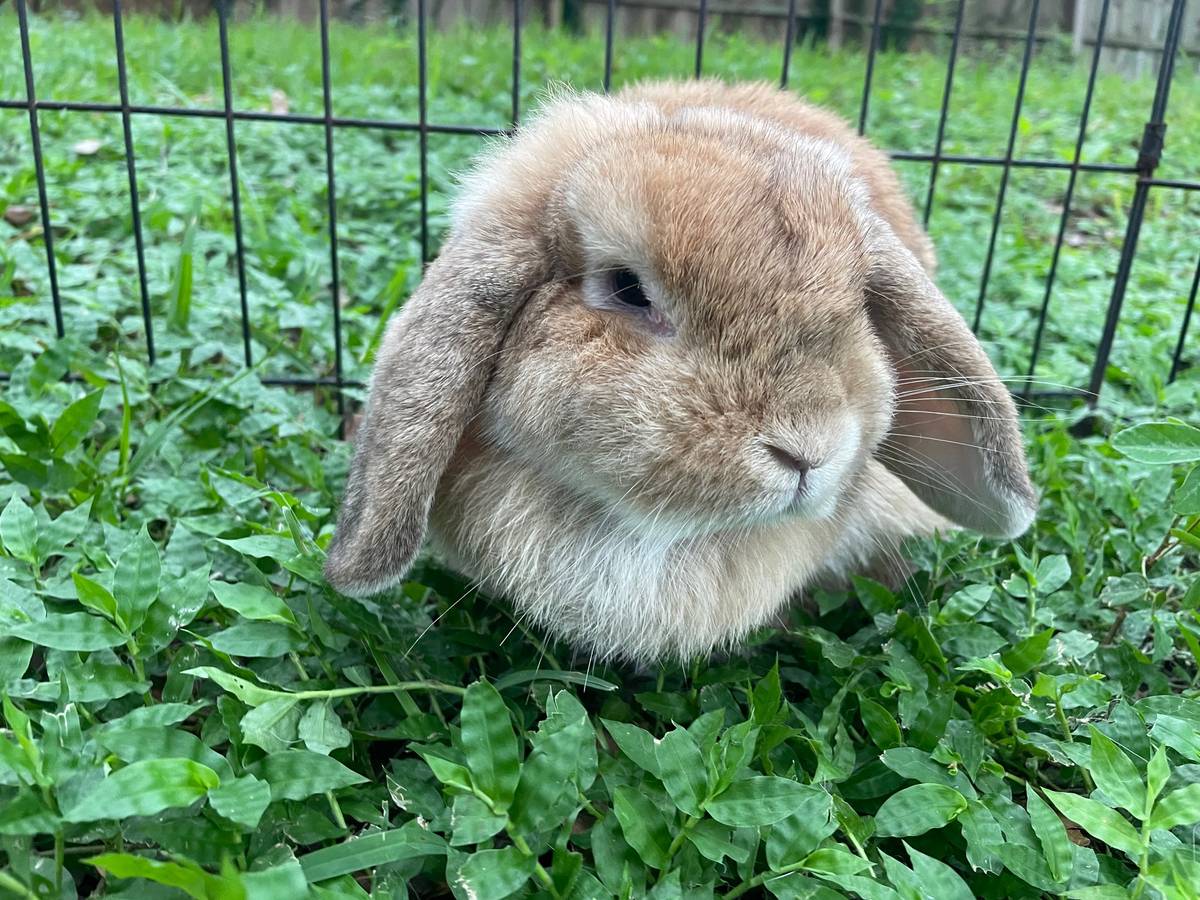 Pedigreed Holland Lop – Rabbits for Sale