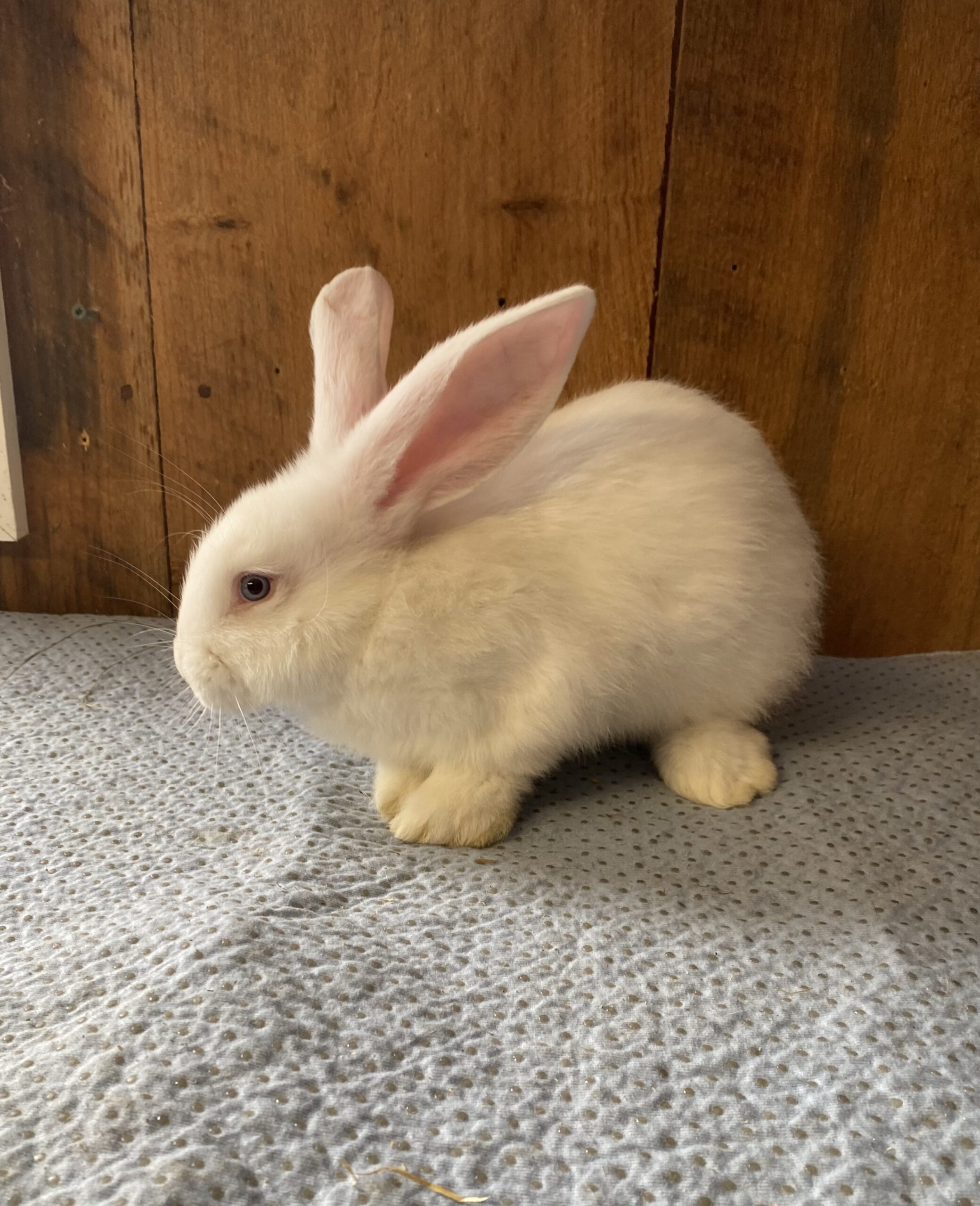 Pedigree & Fancy Colored Continental Giants Rabbits for Sale