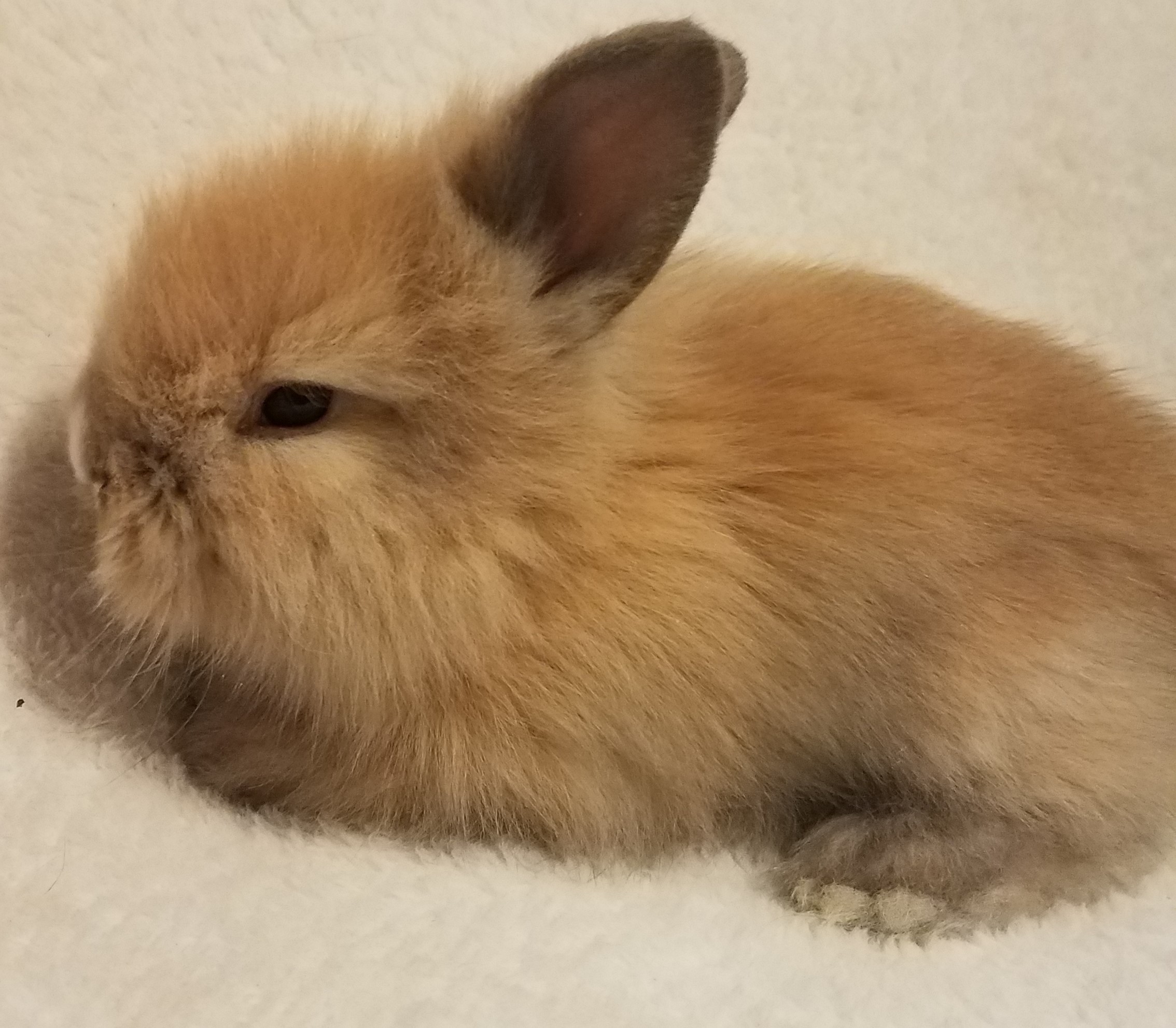 Lion Head Bunnies Rabbits for Sale