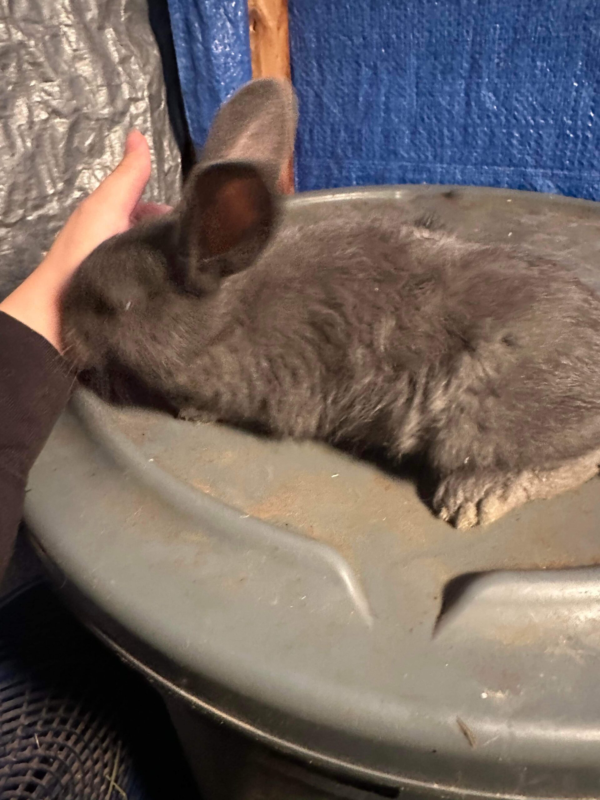 american-blue-bucks-rabbits-for-sale