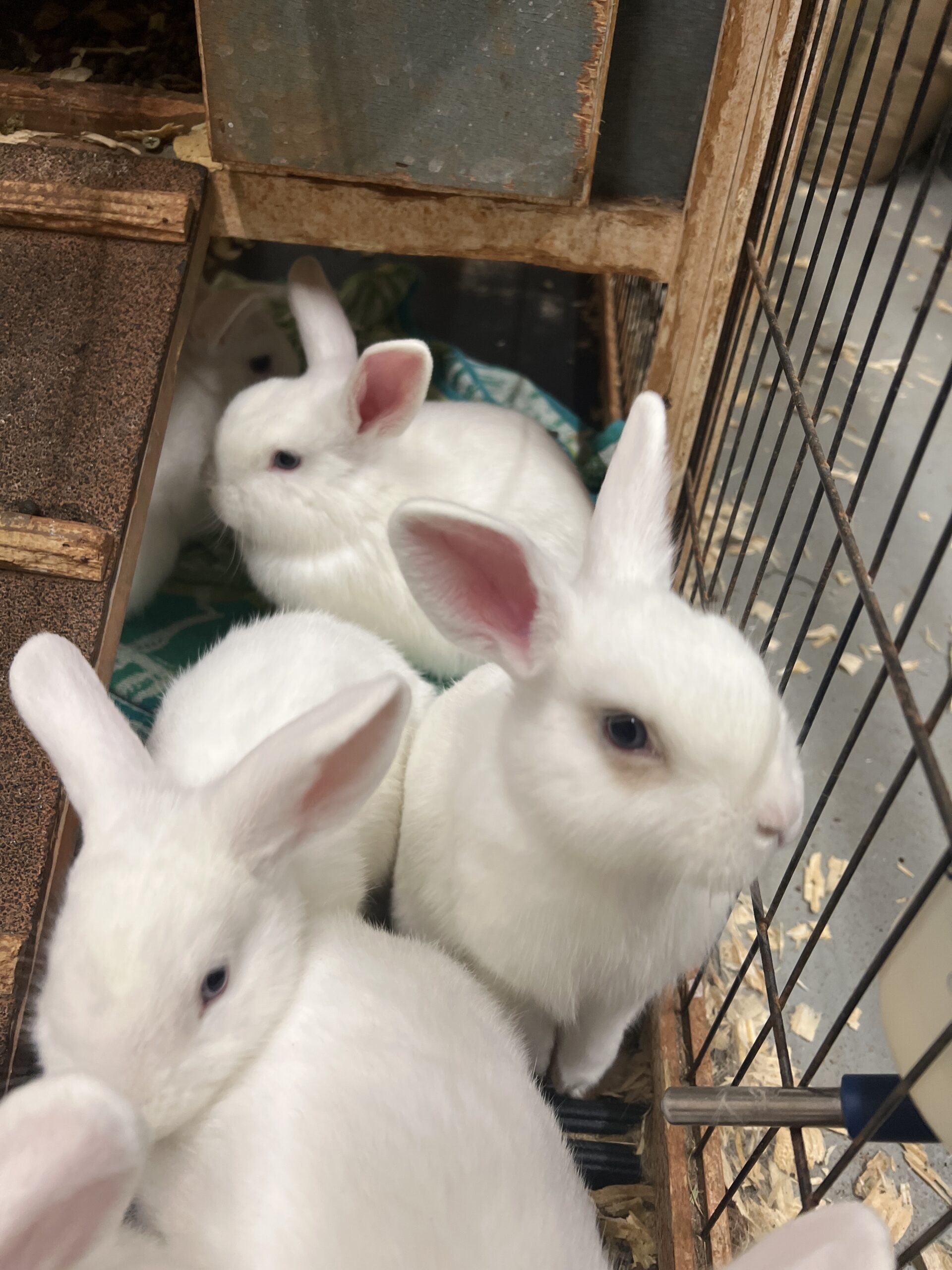 Free Bunnies Rabbits for Sale