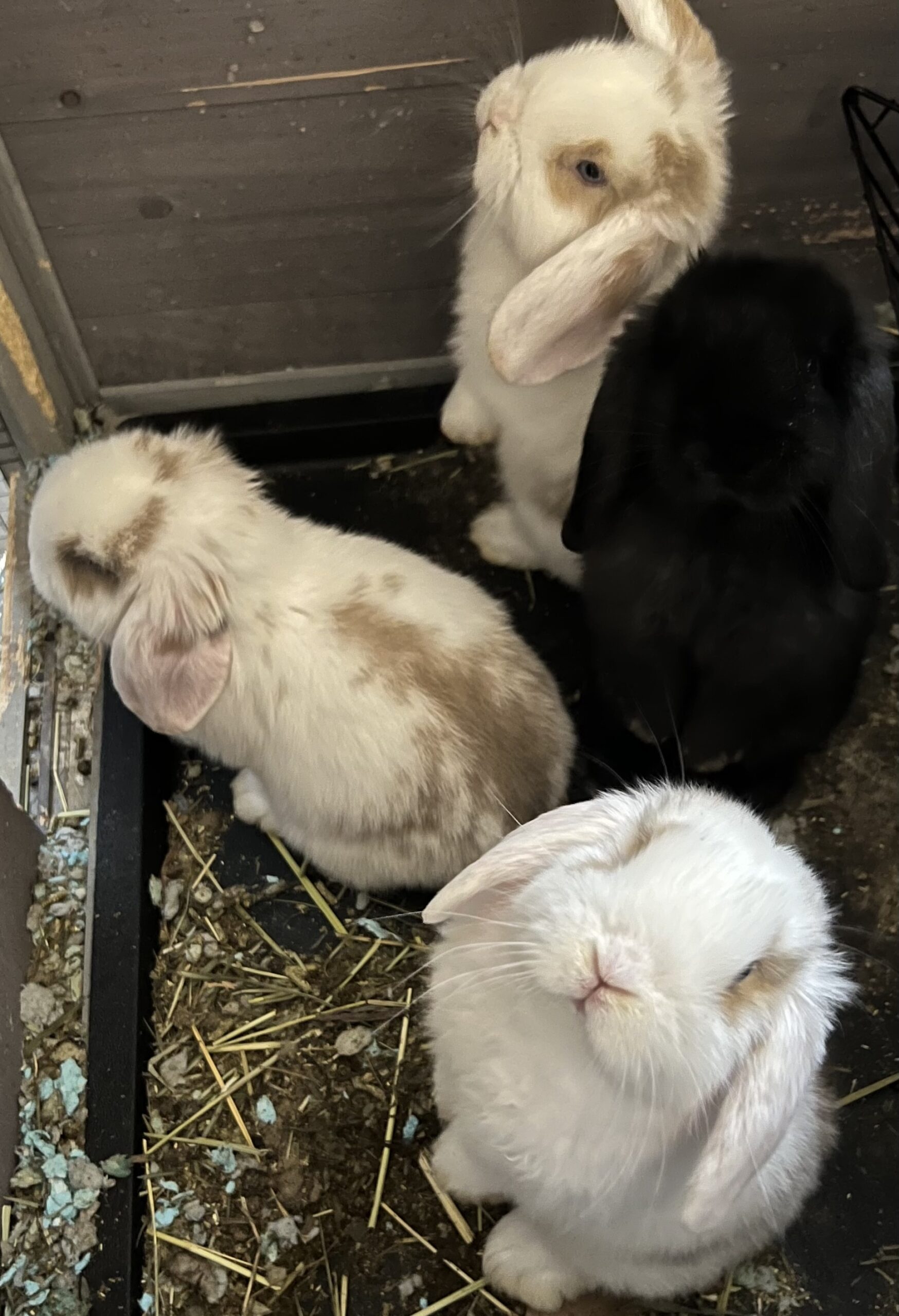 Adorable White Baby Holland Lop Bunnies for Sale Rabbits for Sale