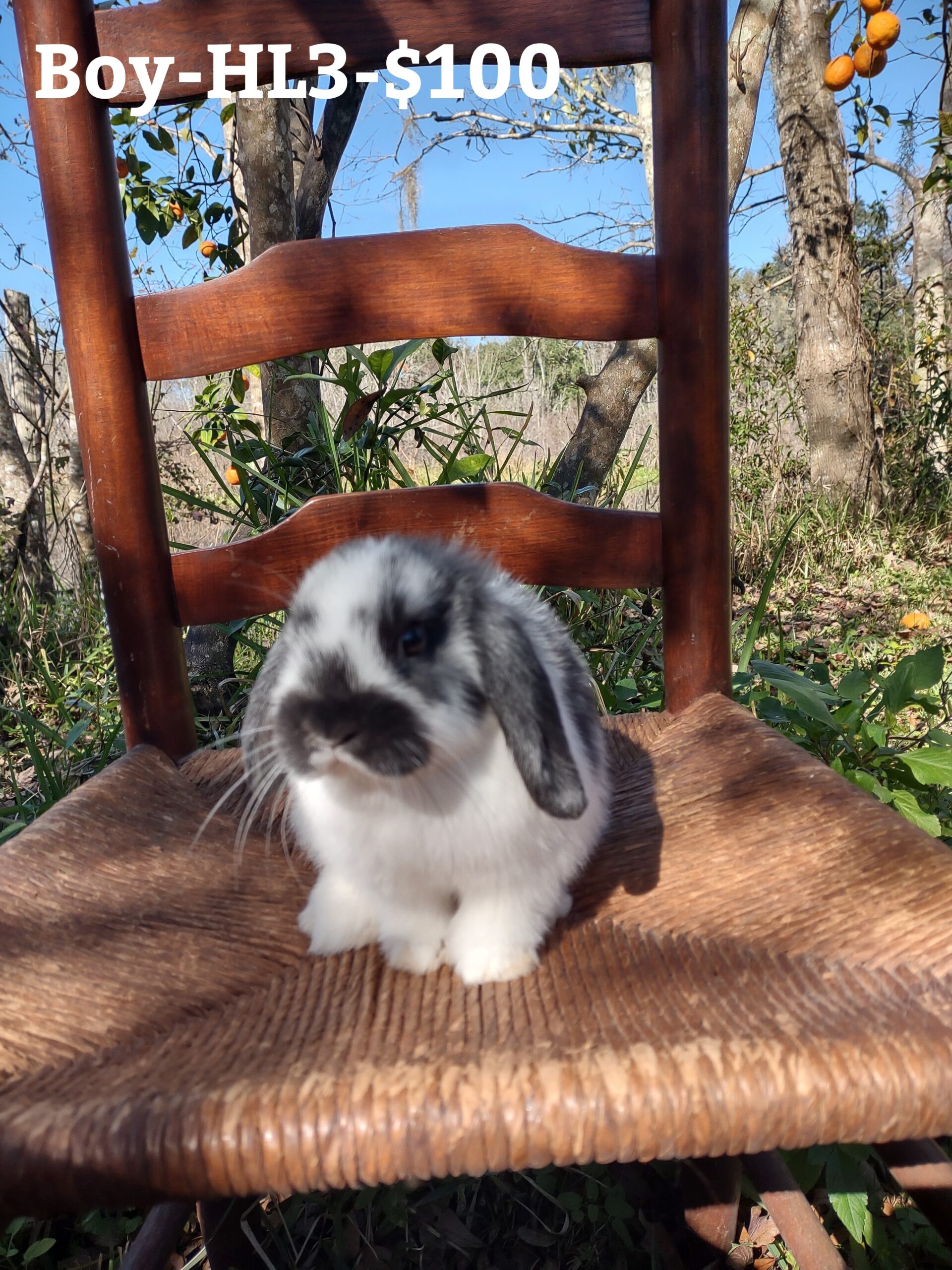 Holland Lop Bunnies Rabbits for Sale