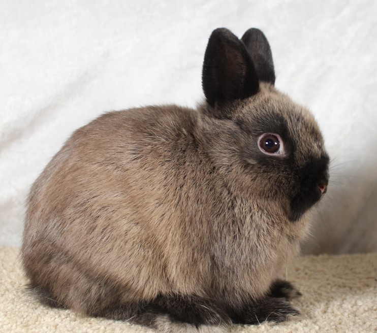 Purebred Netherland Dwarf Siamese Sable Buck – Rabbits for Sale