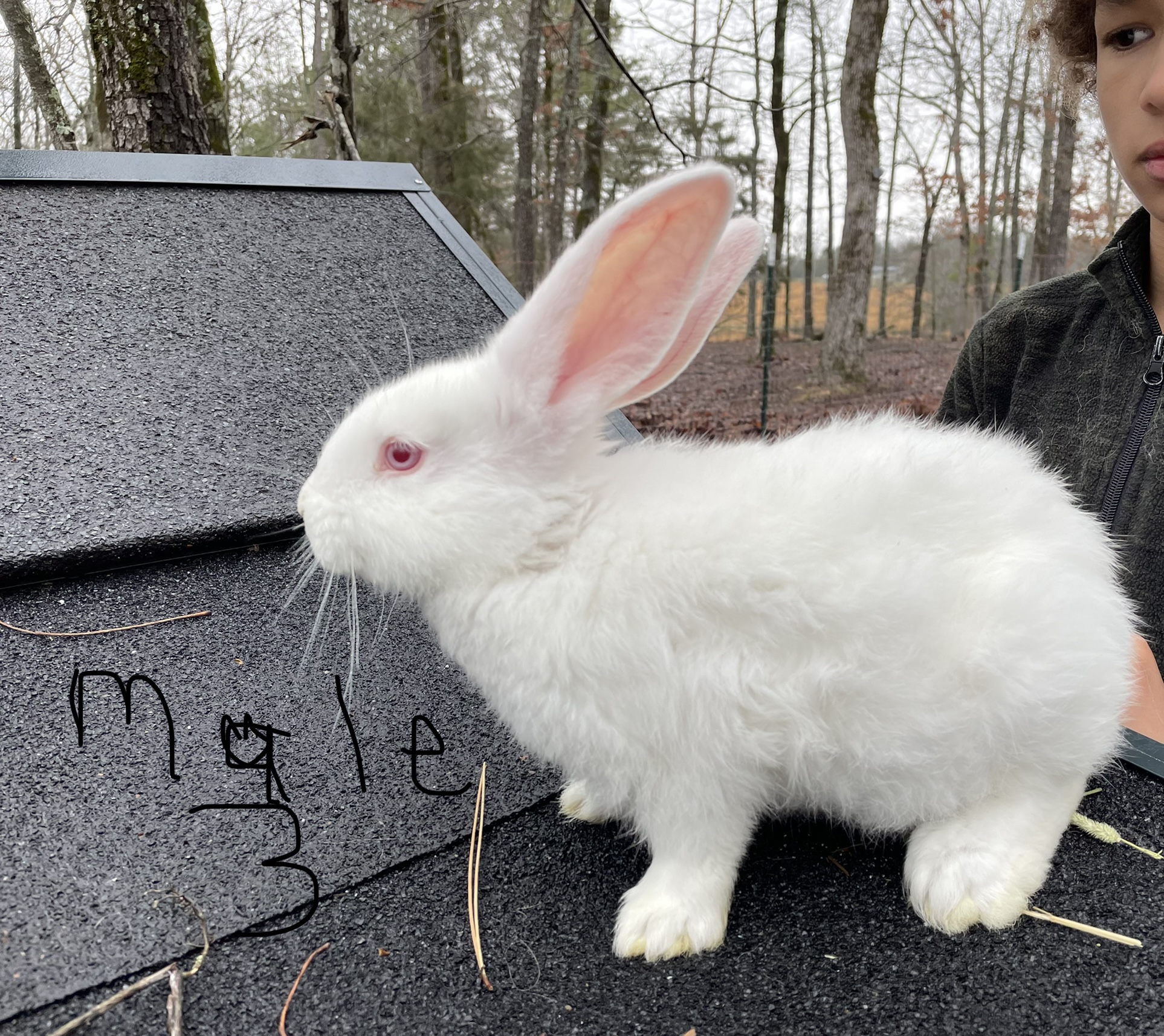 Giant Flemish 8 Week Old Babies For Sale   Rabbits For Sale