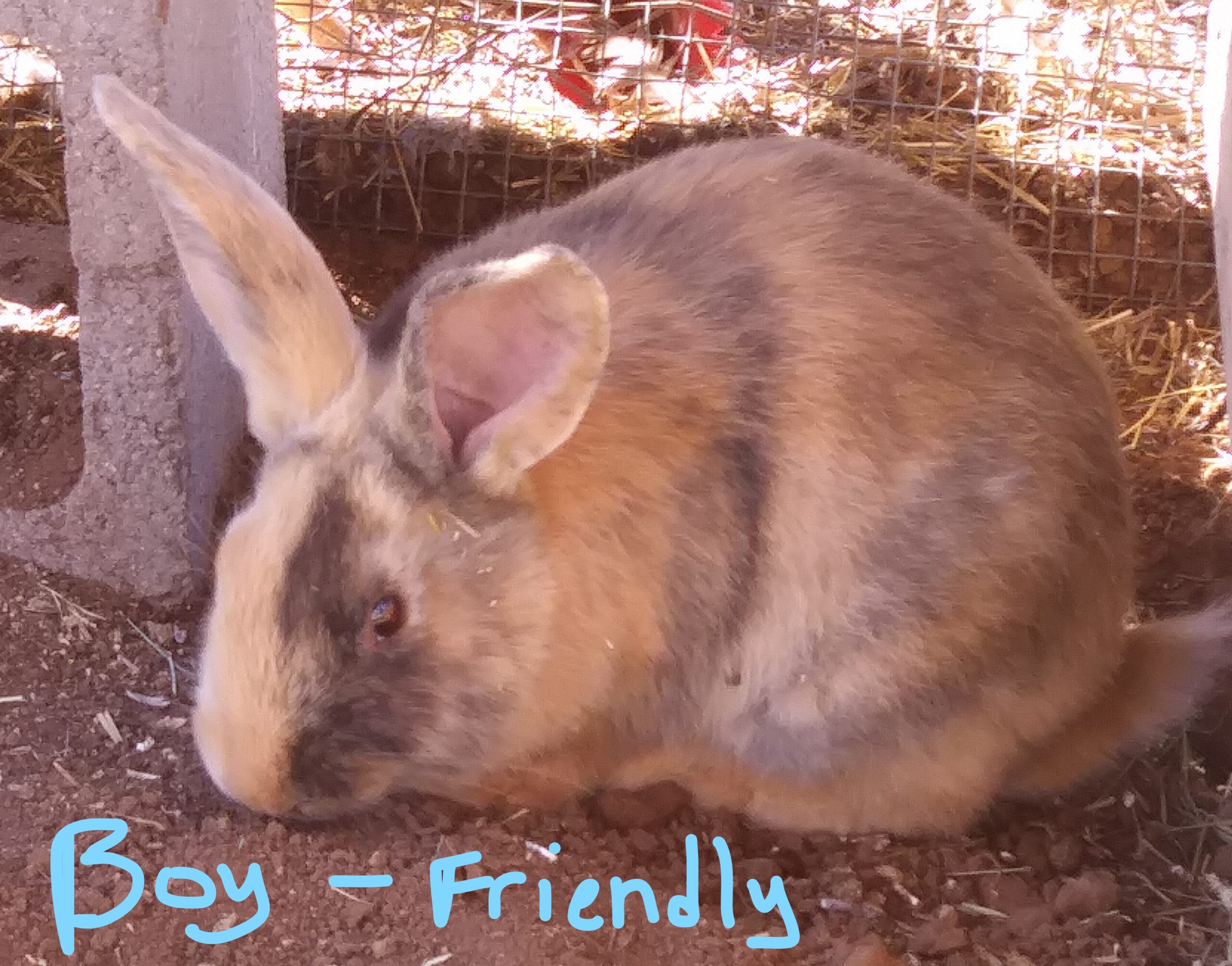 Tamuk Meat Rabbits Rabbits For Sale 9431