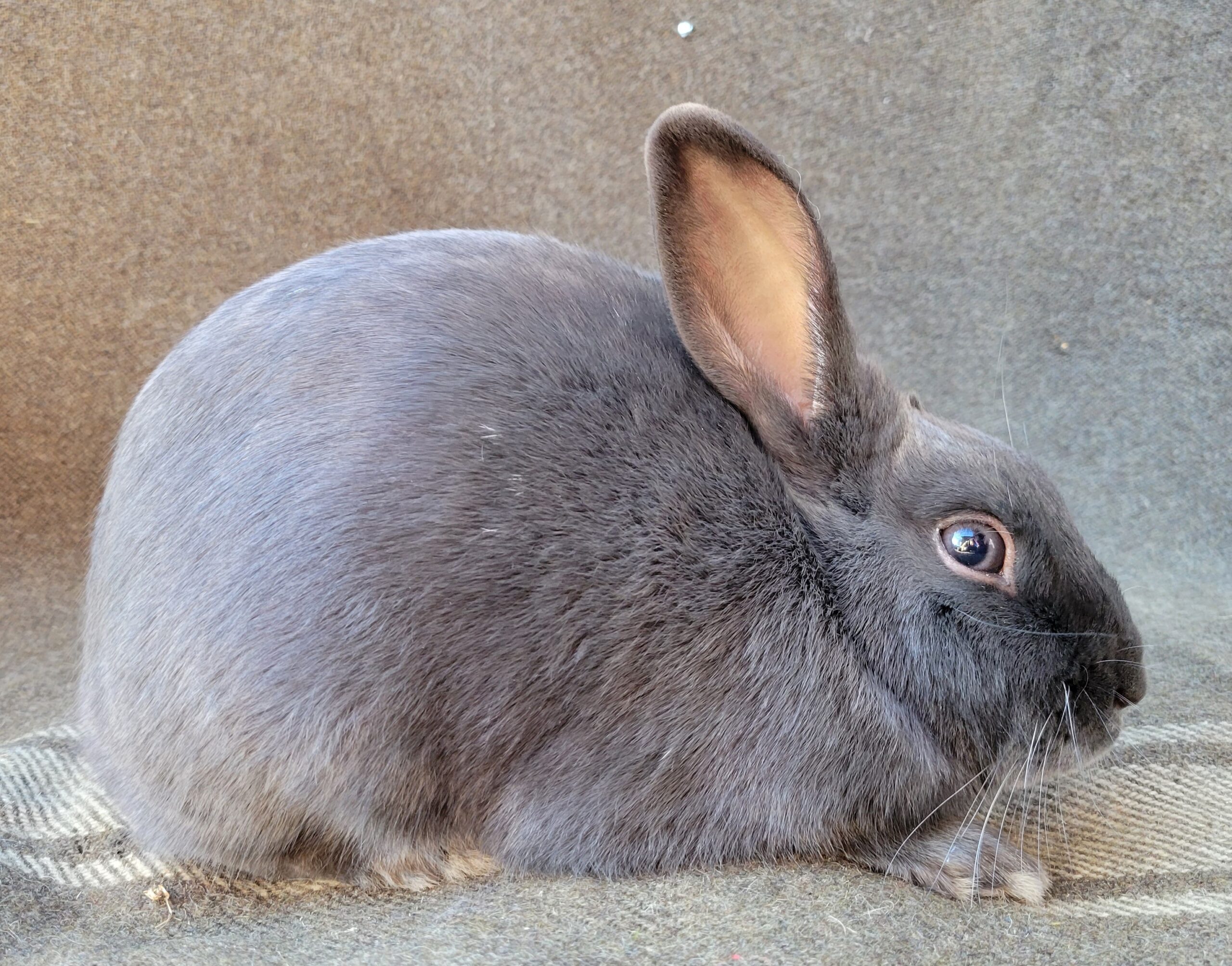 Havana clearance rabbit price