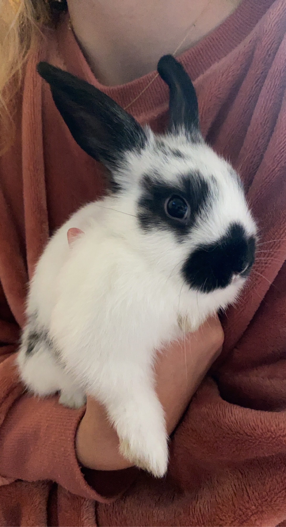 Dwarf mix hot sale bunny