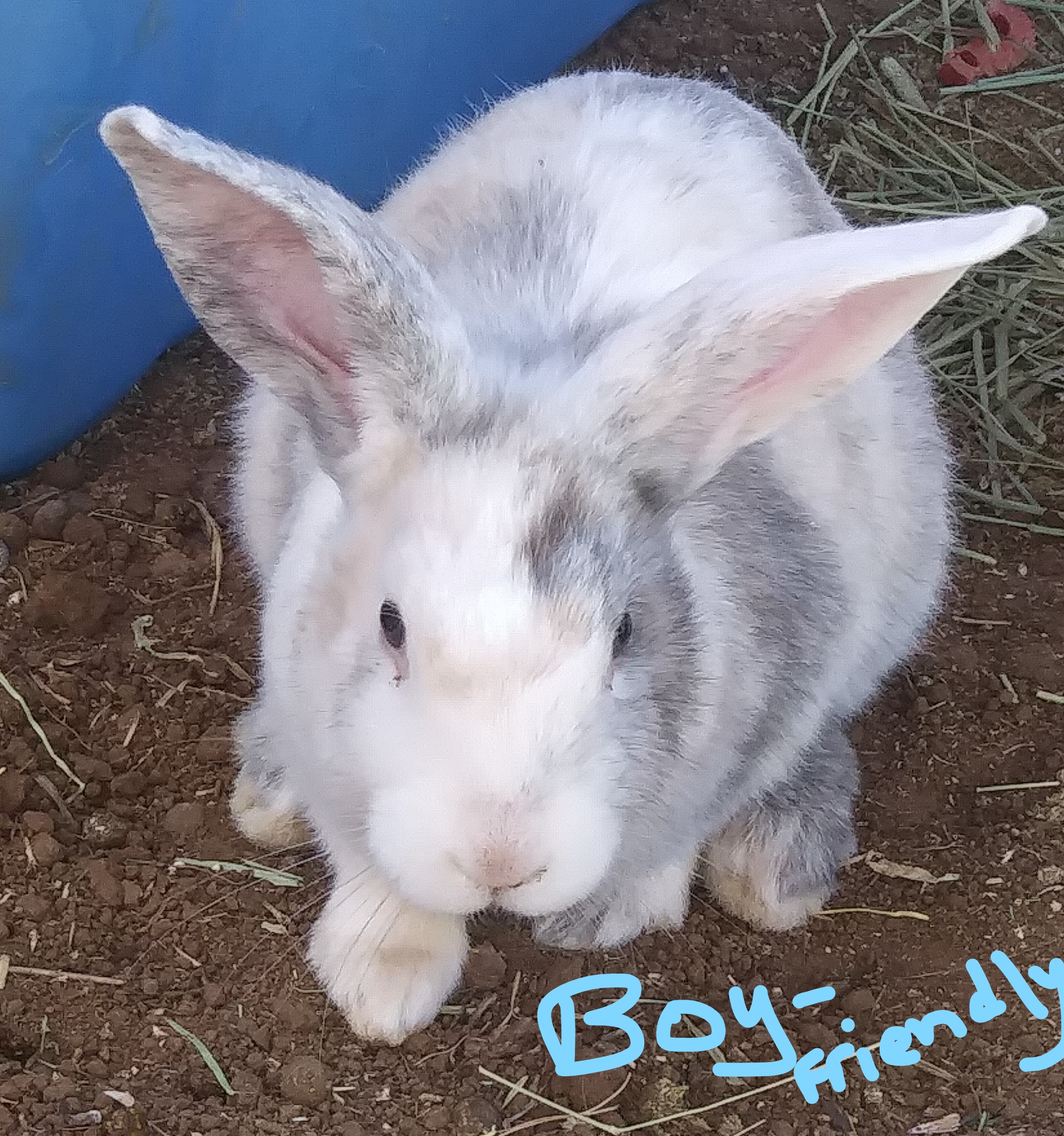 TAMUK Meat Rabbits – Rabbits for Sale