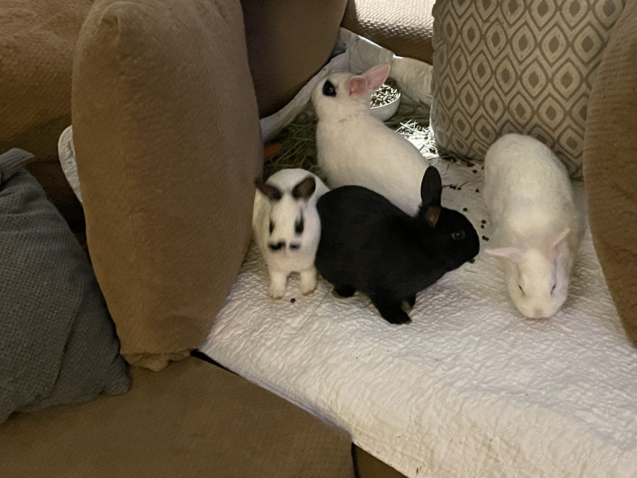 Baby bunnies for sale Rabbits for Sale