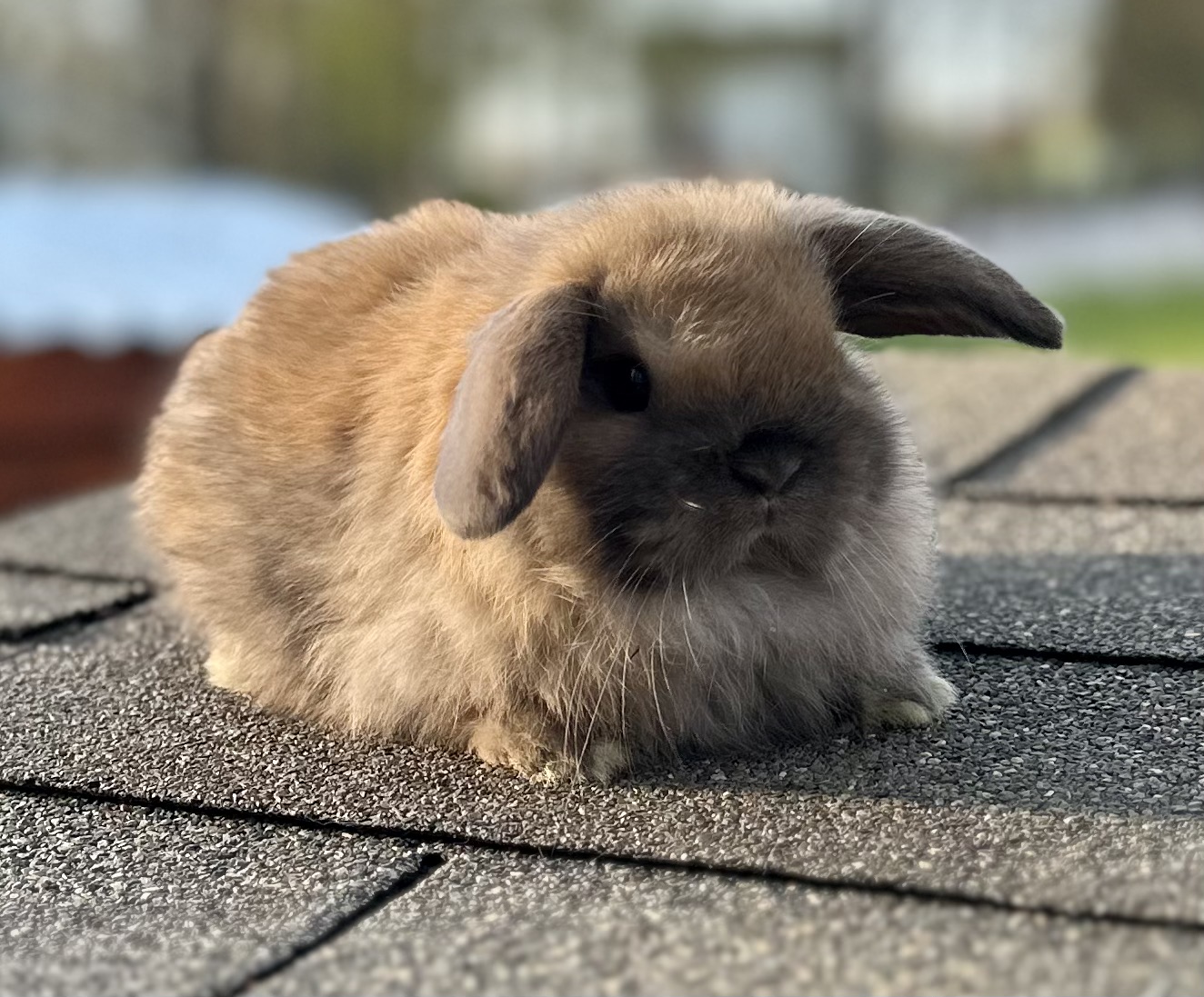 #1 Farm in NEW ENGLAND – Purebred Holland Lops – Brooke’s Bunny Farm ...