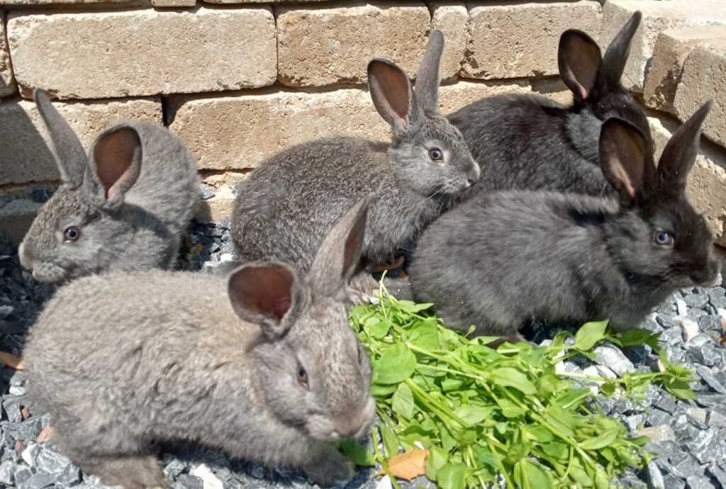 Flemish Giant/Giant Angora Cross Breed Rabbits For Sale – Rabbits for Sale