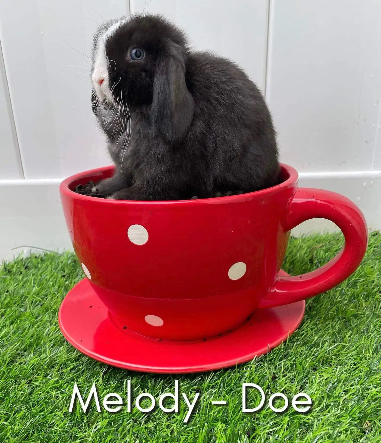 Pedigreed Holland Lops – Rabbits for Sale