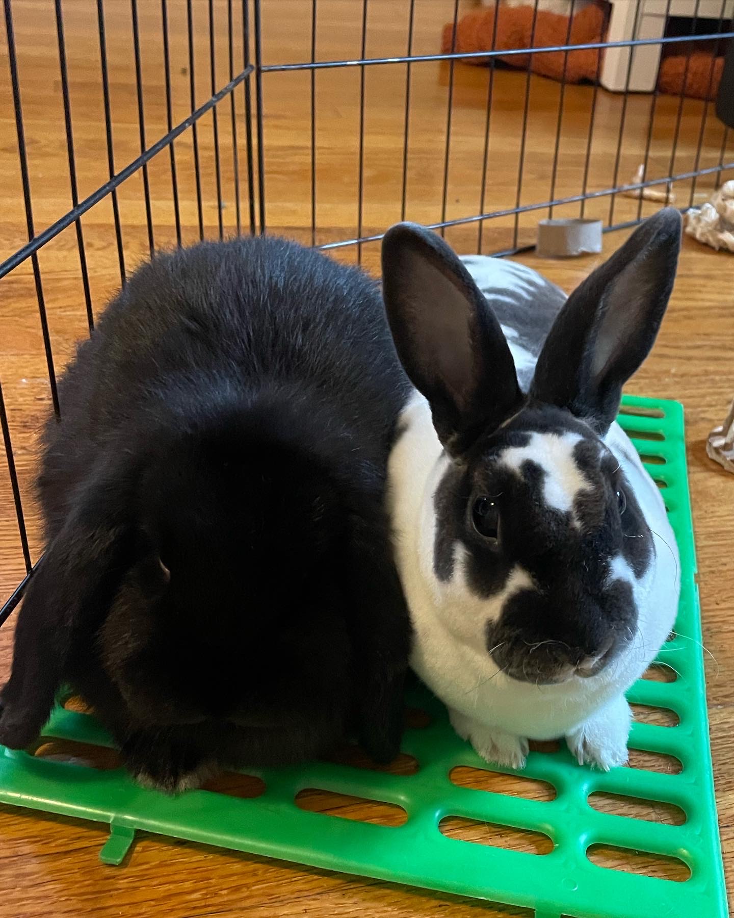 Bonded pair of rabbits for adoption – Rabbits for Sale